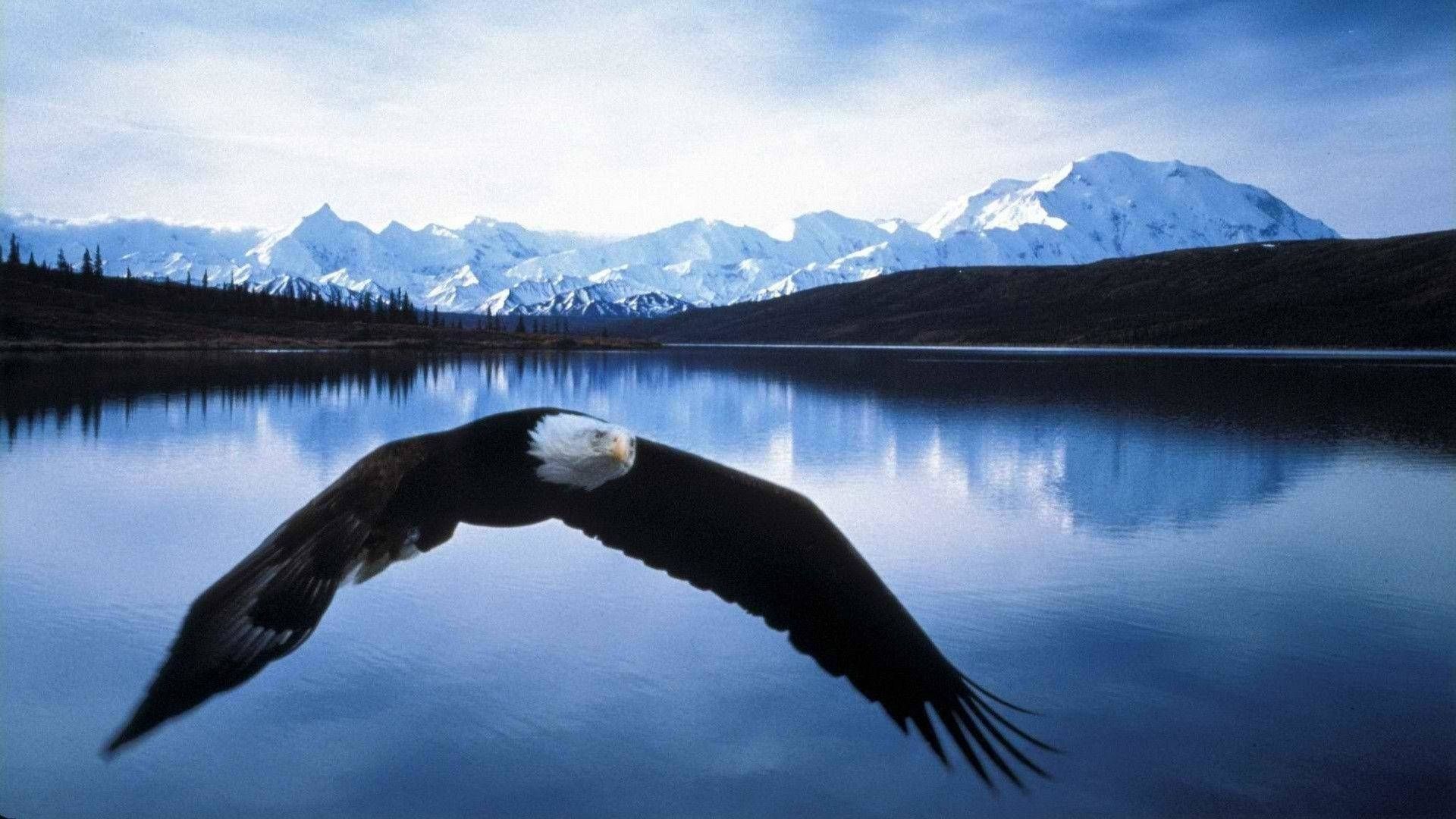 Eagle 桌布 壁紙 — 一隻白頭鷹在晴朗的天空下，優雅地翱翔於平靜的藍色湖泊之上，湖面倒映著積雪的山峰。