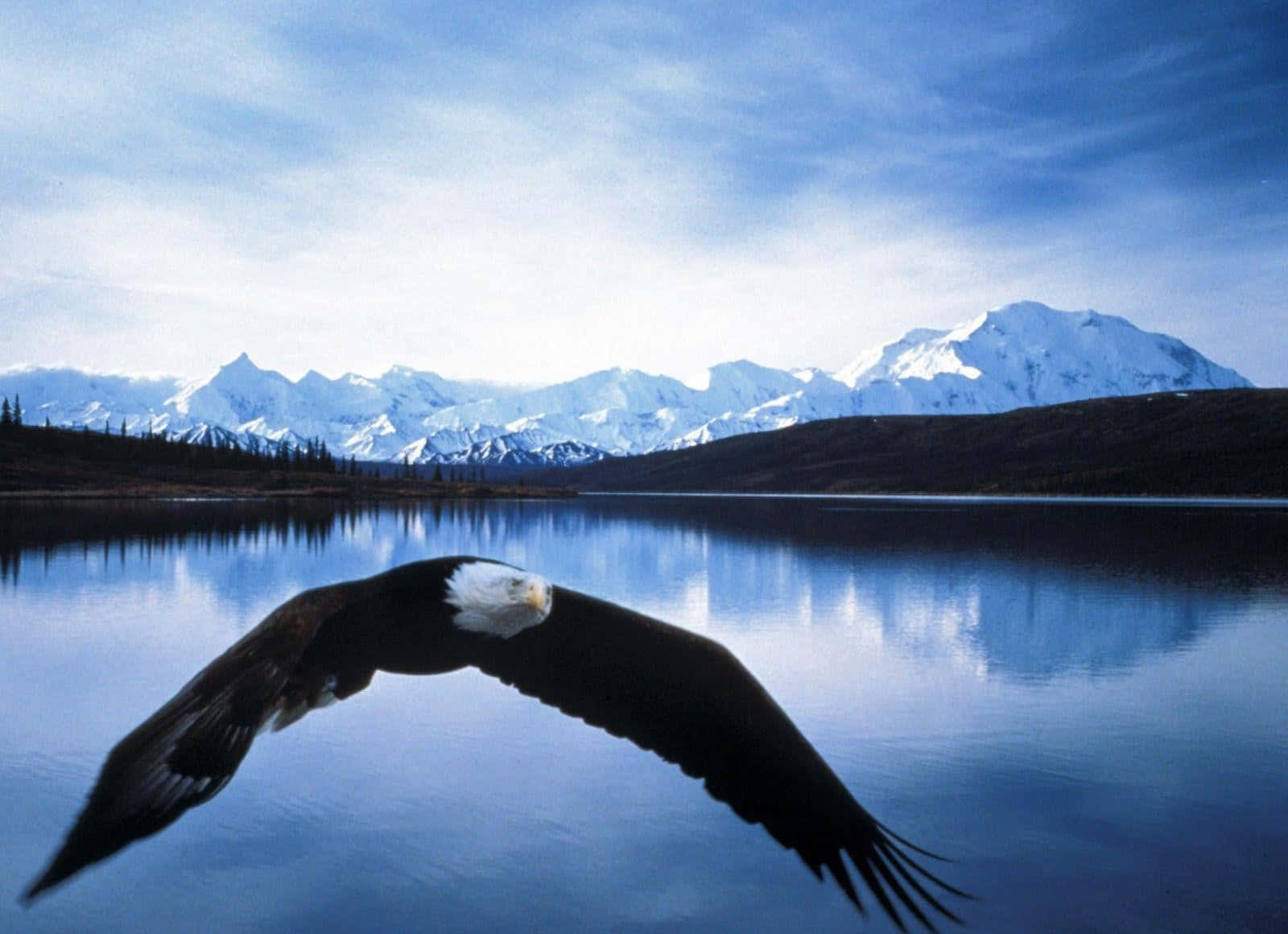 Eagle 桌布 壁紙 — 一隻白頭鷹在晴朗的天空下，優雅地翱翔於寧靜的藍色湖泊之上，積雪覆蓋的山脈倒映在平靜的水面中。