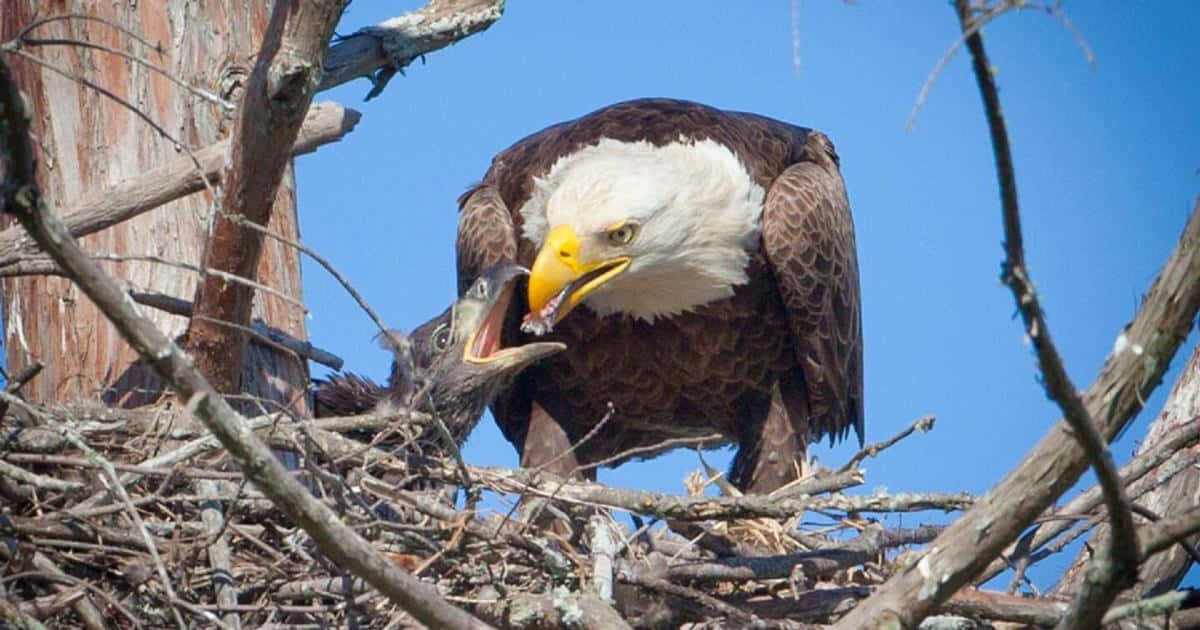 Eagle 桌布 壁紙 — 一隻白頭鷹在樹枝巢中，以清澈的藍天為背景，餵食其雛鳥。