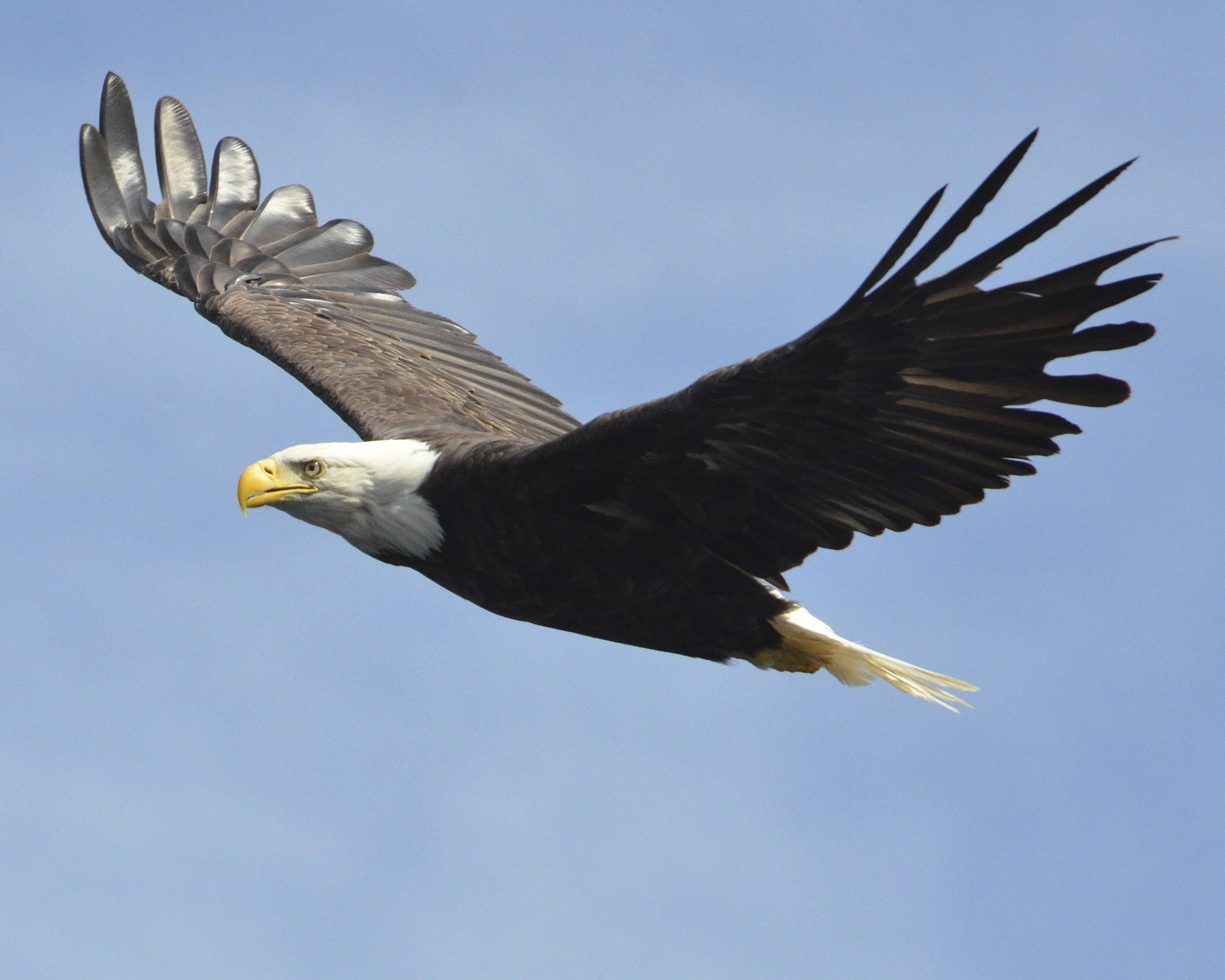 Eagle 桌布 壁紙 — 一隻白頭鷹在清澈的藍天下展翅翱翔，展示其白色的頭部和鋒利的黃色喙。
