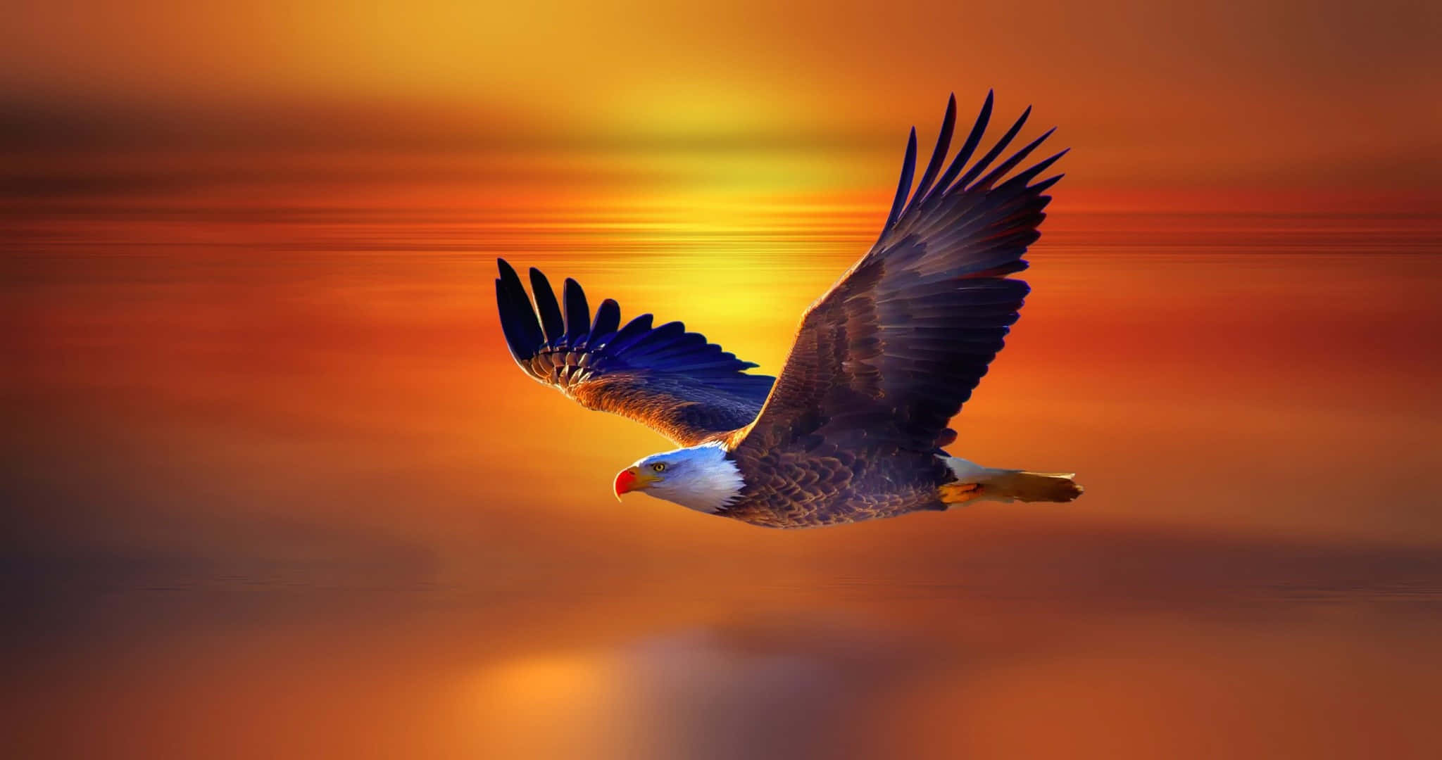 Eagle 桌布 壁紙 — 一隻白頭鷹在火紅的日落天空下展翅翱翔，姿態優美。