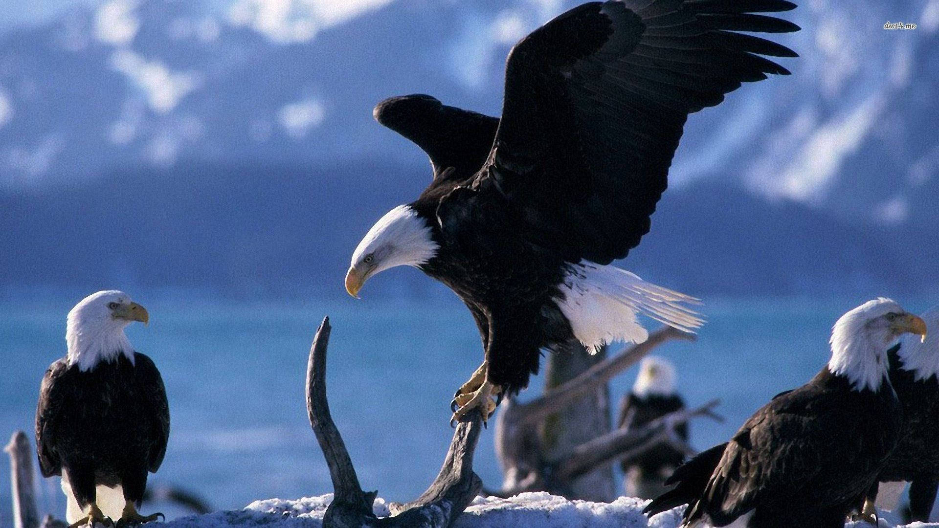 Eagle 桌布 壁紙 — 一隻白頭鷹在雪覆蓋的棲木上展開翅膀，其他鷹在旁觀望，背景是冰藍色的水和遠處積雪的山峰。