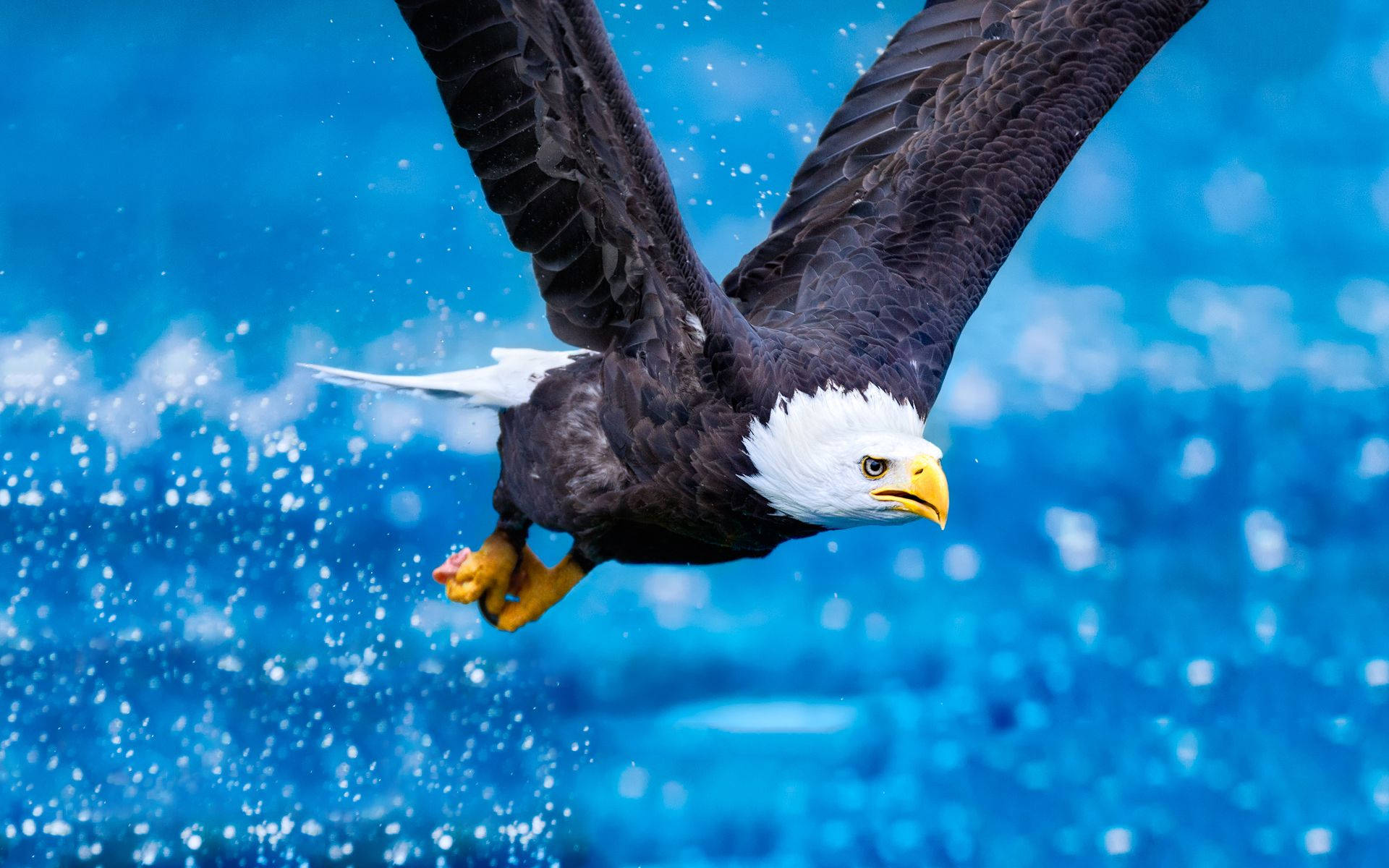 Eagle 桌布 壁紙 — 一隻白頭鷹在鮮豔的藍色水面上低飛，翅膀張開，爪子伸出，捕捉動態動作。