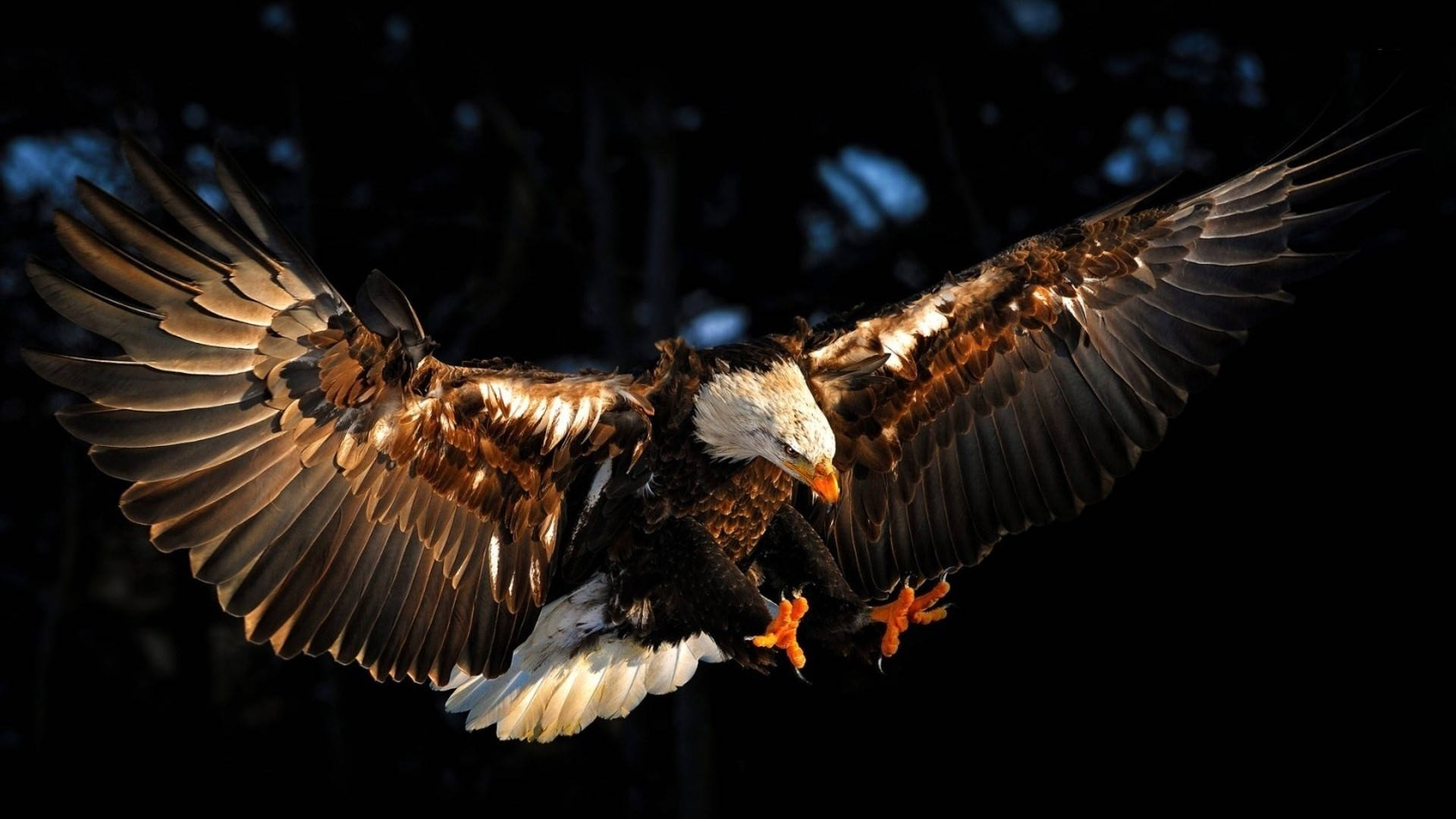 Eagle 桌布 壁紙 — 一隻白頭鷹在黑暗背景下展翅翱翔，其白色頭部和爪子在戲劇性的背光中閃耀。