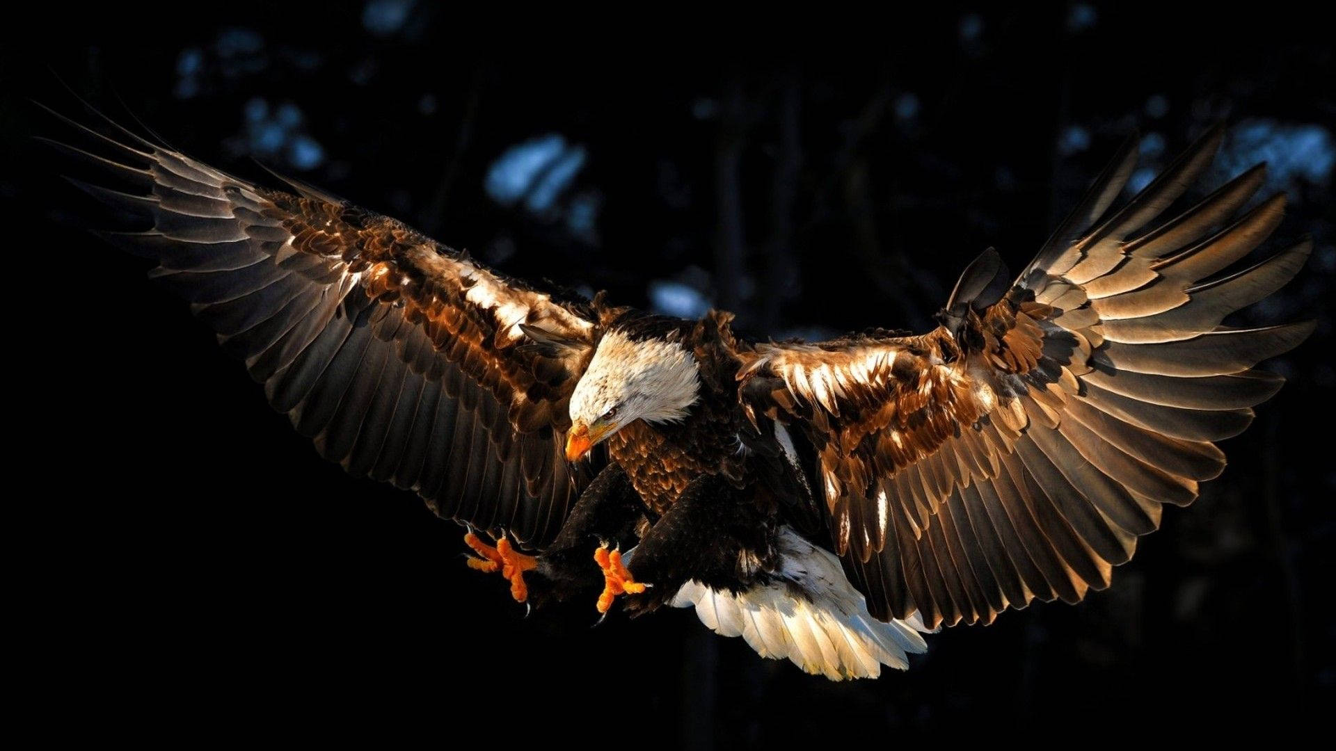 Eagles 桌布 壁紙 — 一隻白頭鷹在黑暗背景下展翅翱翔，金色光芒照亮其羽毛和鋒利的爪子。