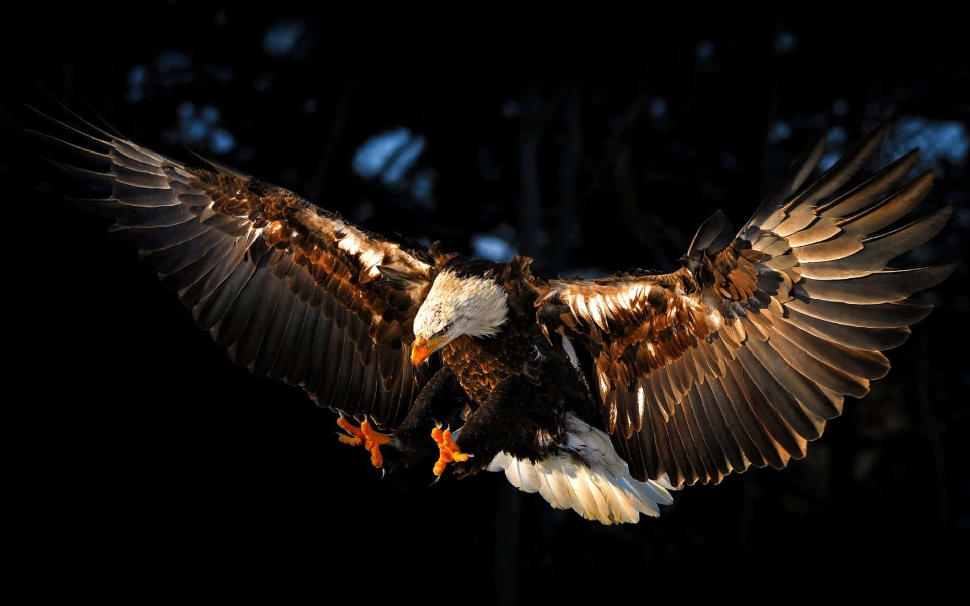 Eagle 桌布 壁紙 — 一隻白頭鷹在黑暗背景下展翅翱翔，金色光芒照亮其羽毛和鋒利的爪子。