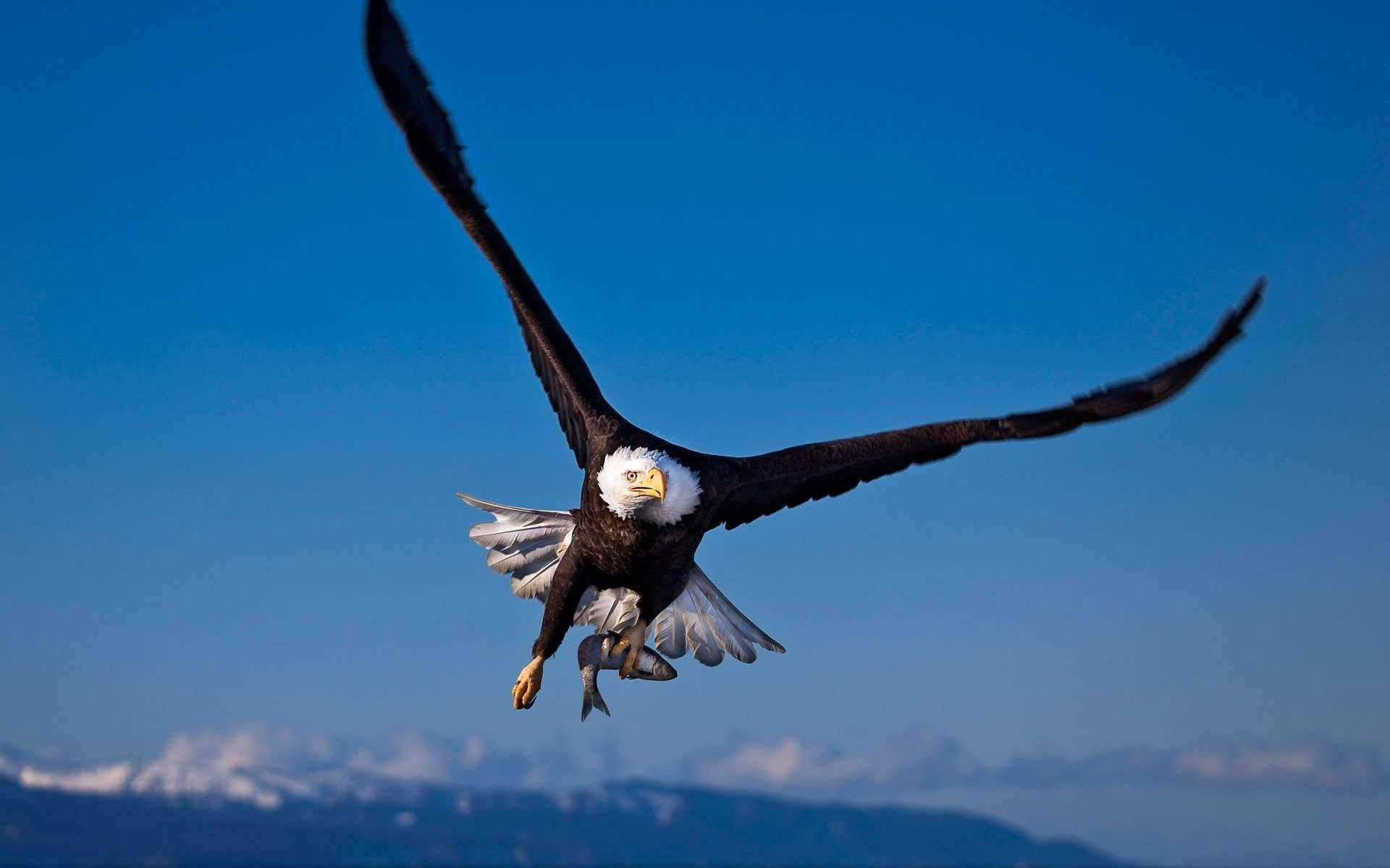 Eagle 桌布 壁紙 — 一隻白頭鷹展開寬闊的翅膀，在清澈的藍天中翱翔，爪子緊緊抓著一條魚。