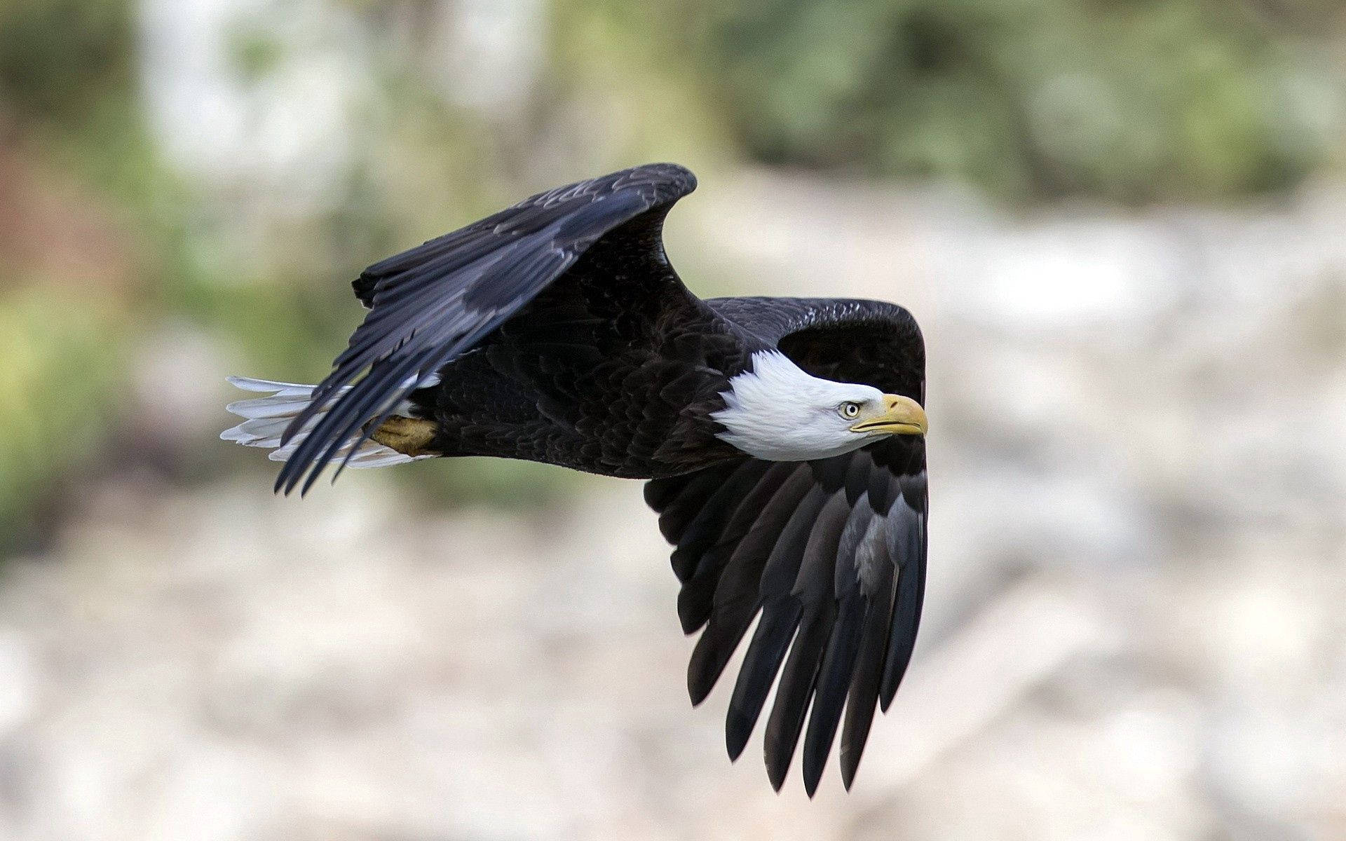 Eagle 桌布 壁紙 — 一隻白頭鷹展開強而有力的翅膀，在柔和模糊的自然背景下翱翔。