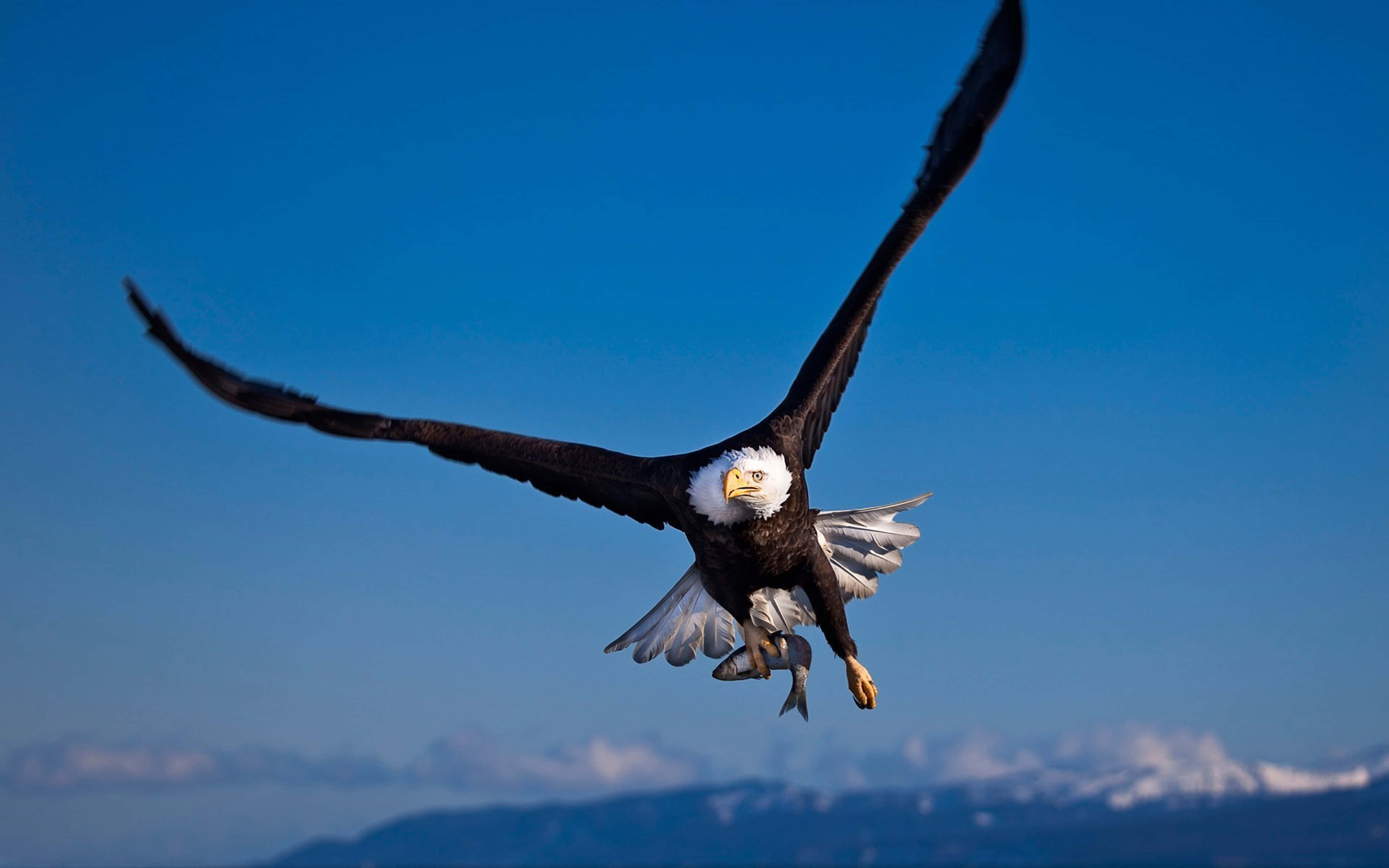 Eagle 桌布 壁紙 — 一隻白頭鷹展開翅膀，在清澈的藍天中翱翔，爪子抓著一條魚。