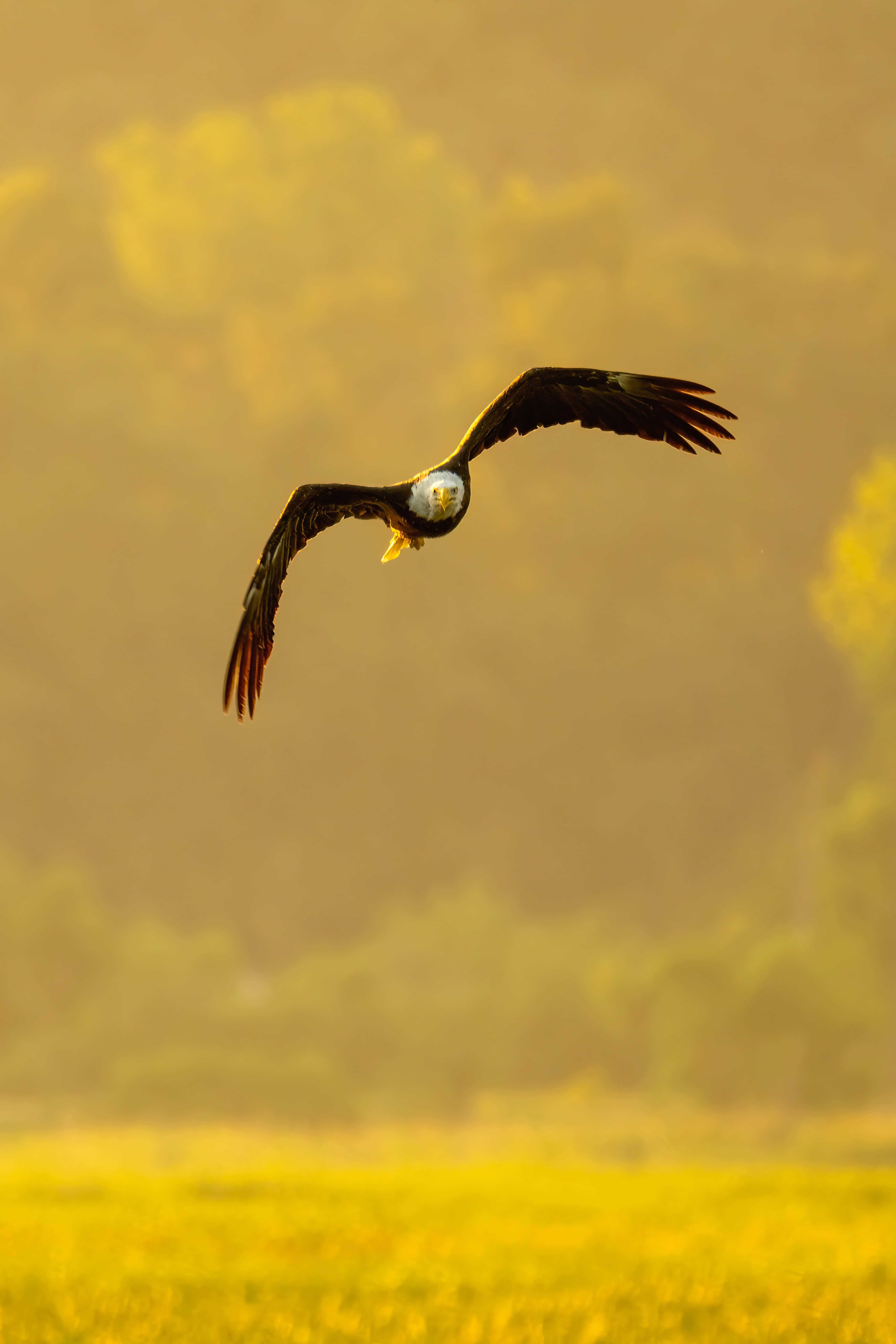 Flying Eagle 桌布 壁紙 — 一隻白頭鷹展開翅膀，在金色夕陽的映襯下，優雅地翱翔在陽光照耀的田野上空。