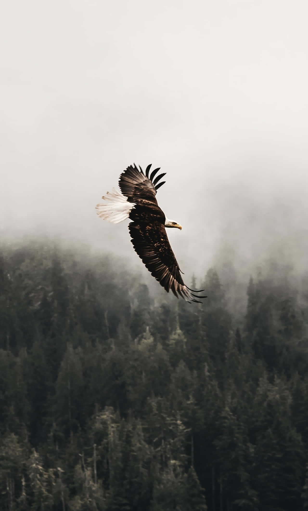 Eagle 桌布 壁紙 — 一隻白頭鷹展開翅膀，在霧氣籠罩的森林樹冠上方翱翔，背景是戲劇性的山區景色。