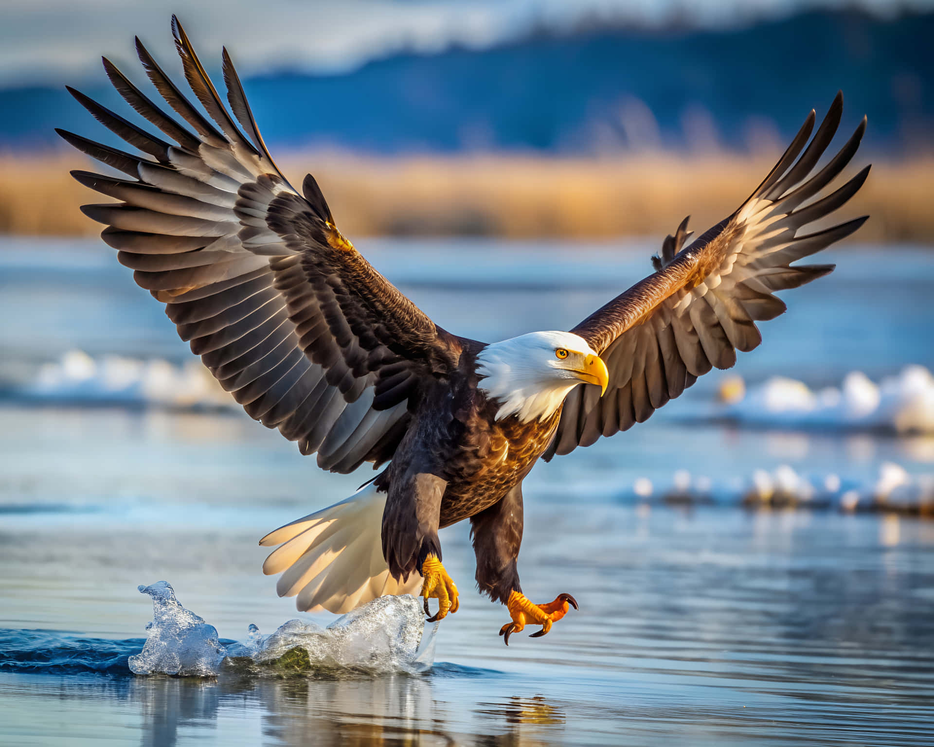 Bald eagle 壁紙 — 一隻白頭鷹展開翅膀和爪子，向腳下濺起水花的冰冷水面俯衝。