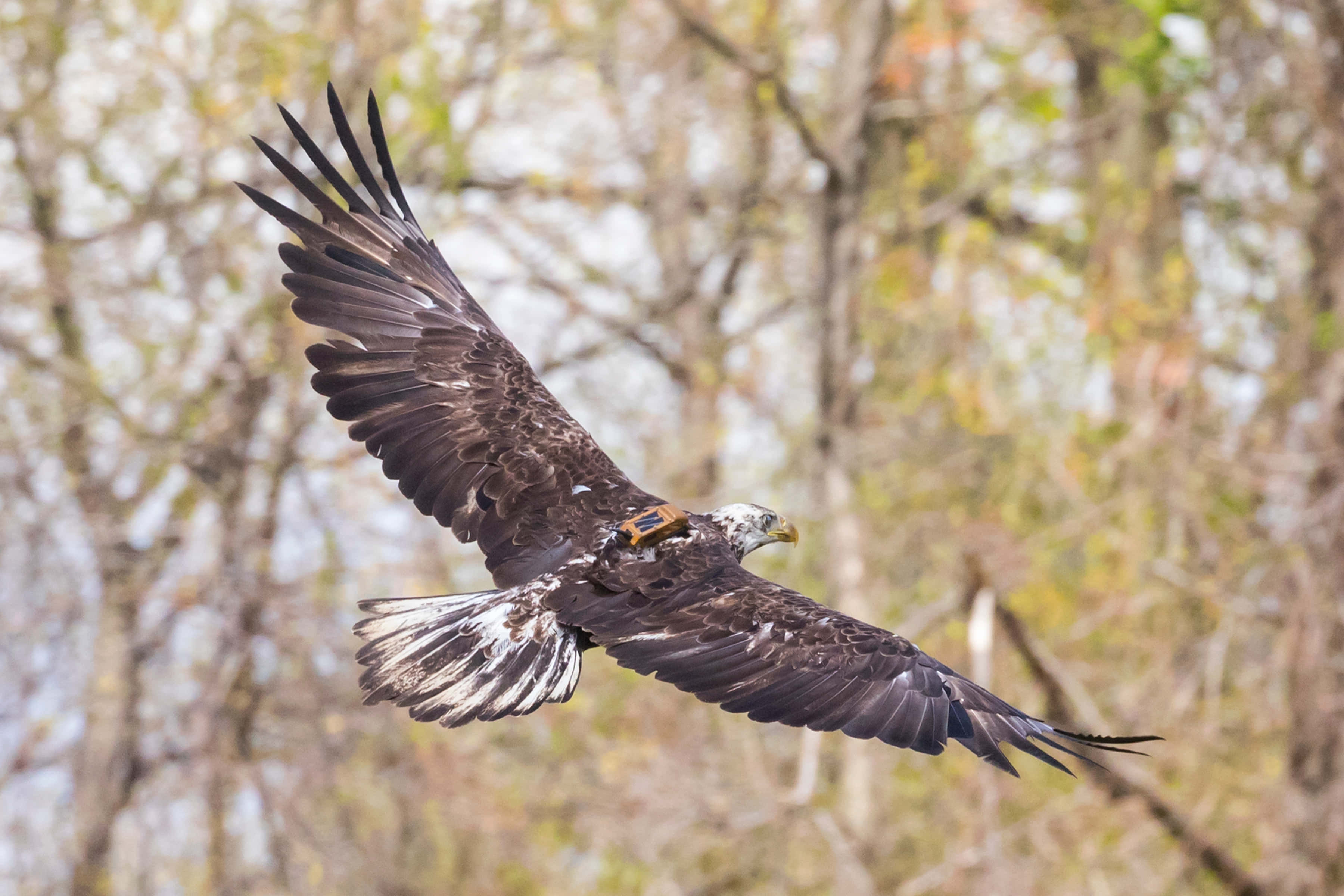 Young Eagle 桌布 壁紙 — 一隻白頭鷹展開翅膀翱翔，背景是模糊的秋樹。