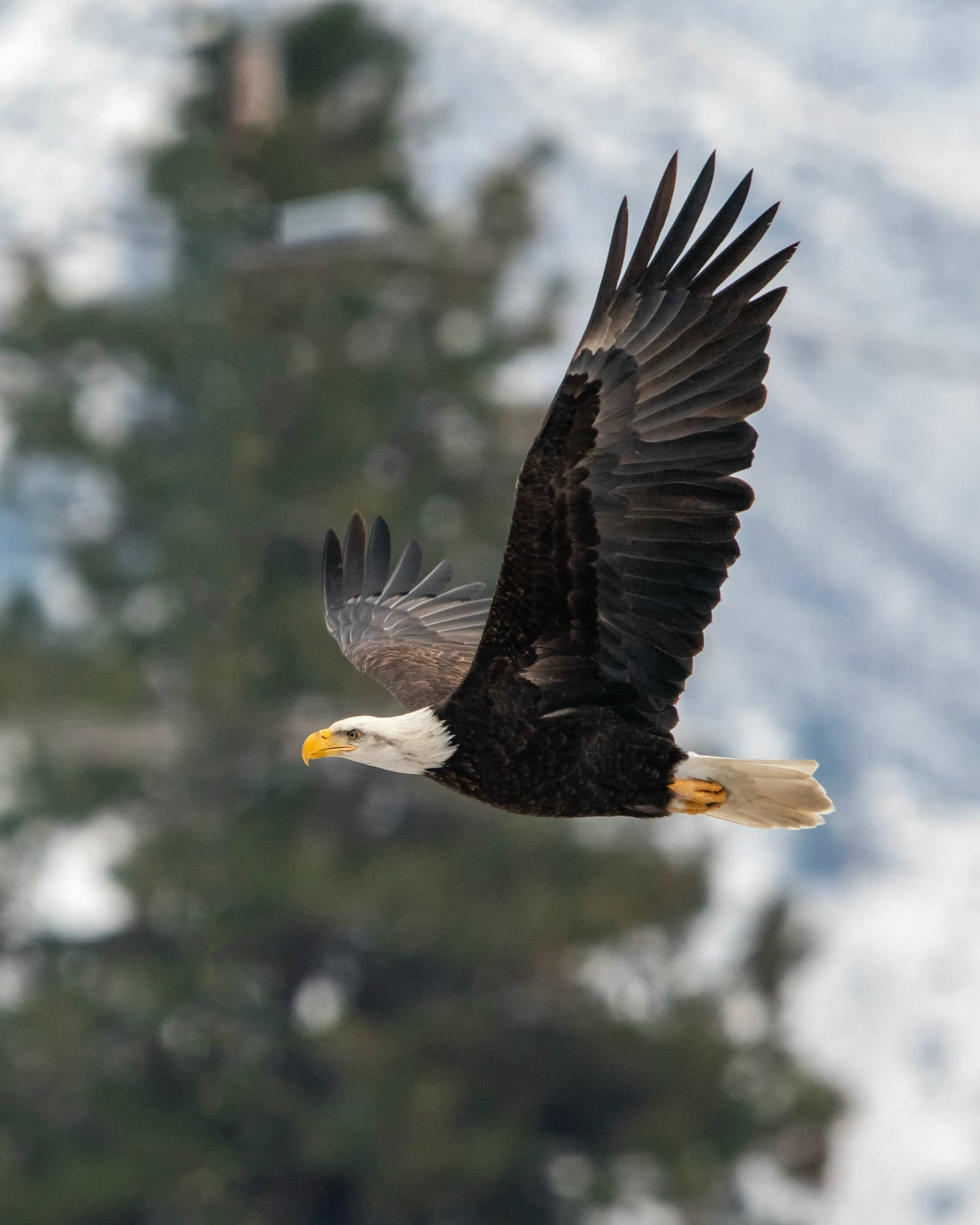 Eagle 桌布 壁紙 — 一隻白頭鷹展開翅膀翱翔，背景是白雪覆蓋的山脈和模糊的常綠樹。