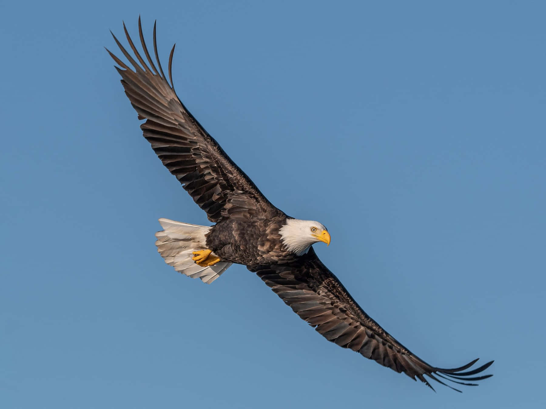 Bald Eagle 桌布 壁紙 — 一隻白頭鷹展開雙翼在清澈的藍天中翱翔，展示其白色的頭部和黃色的喙。