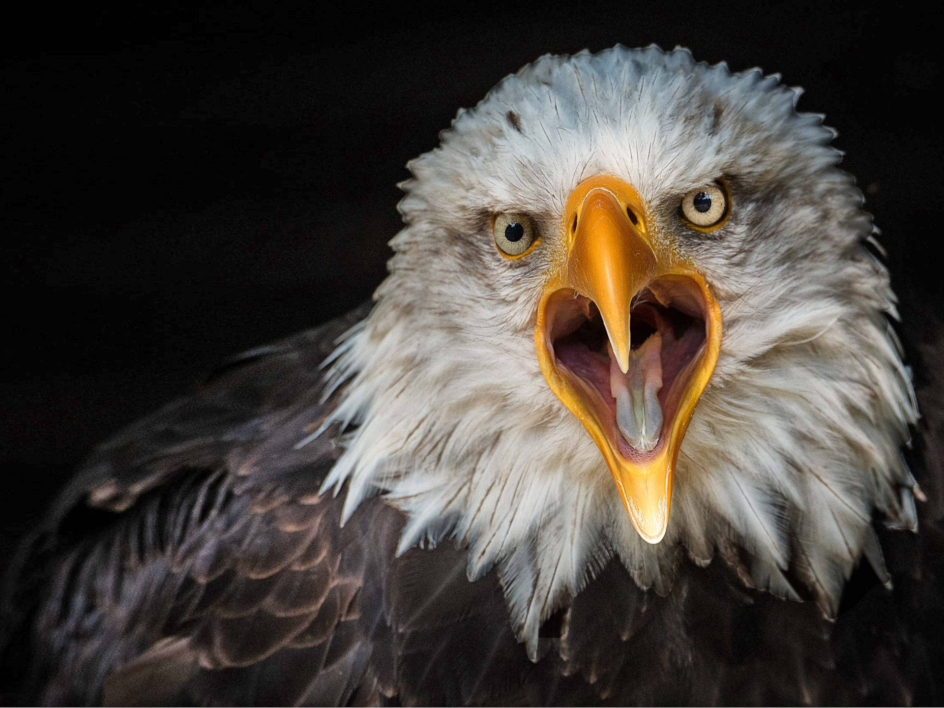 Eagle 桌布 壁紙 — 一隻白頭鷹張開喙的特寫，背景是黑色。