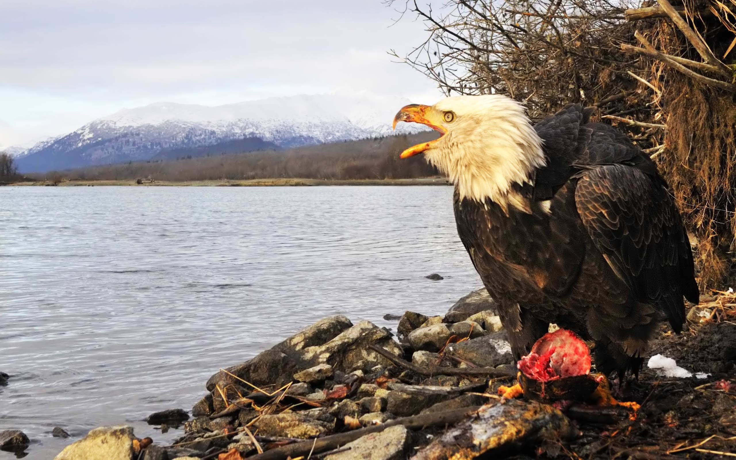 Eagle 桌布 壁紙 — 一隻白頭鷹棲息在岩石海岸上，正在吞噬獵物，背景是雪山和寧靜的水面。