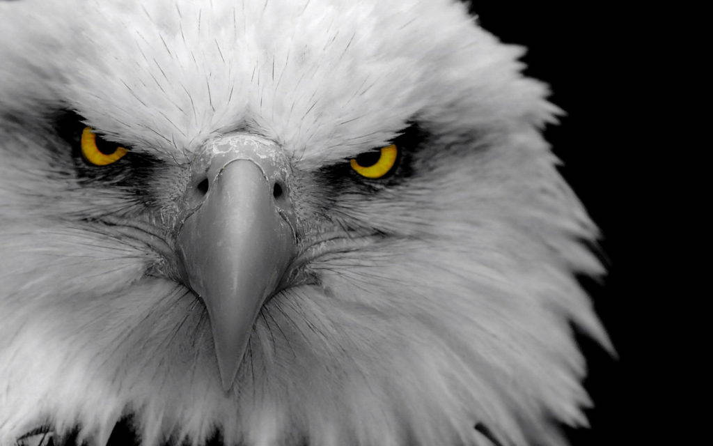 Eagle 桌布 壁紙 — 一隻白頭鷹的強烈黃色眼睛和鋒利喙部的特寫，背景為純黑色。