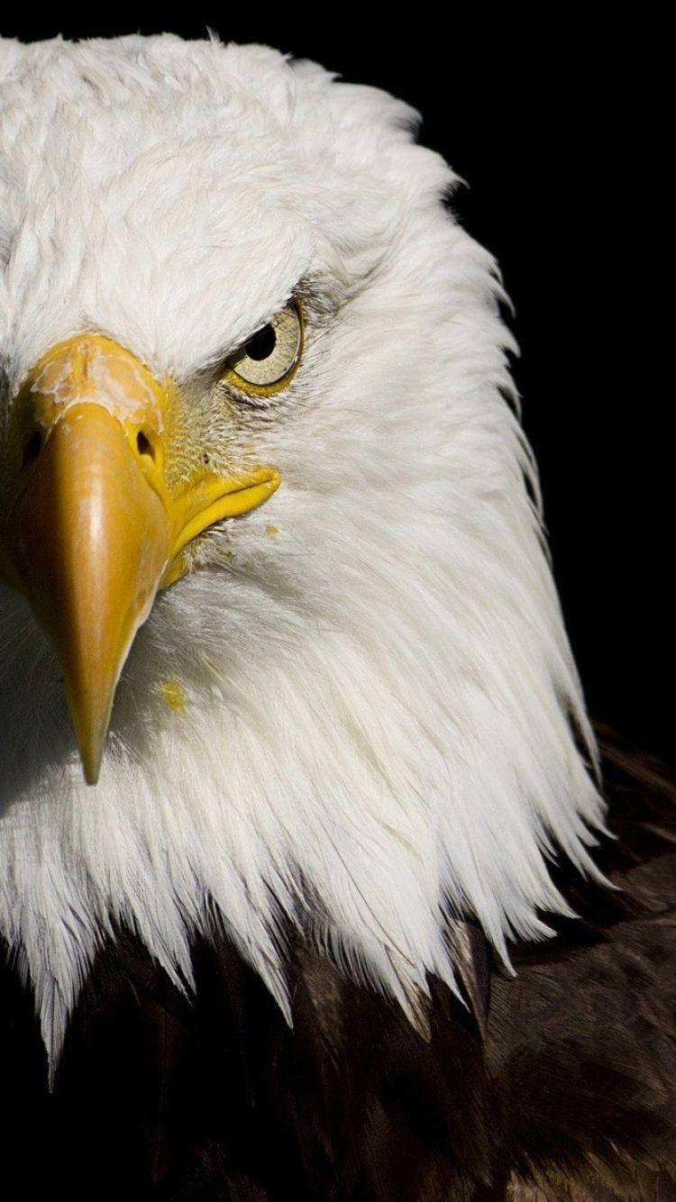 Bald Eagle 桌布 壁紙 — 一隻白頭鷹的特寫，在黑色背景上展現出白色羽毛和尖銳黃色喙的強烈眼神。