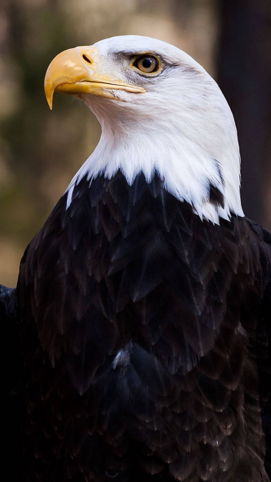 Bald Eagle 桌布 壁紙 — 一隻白頭鷹的特寫，擁有鋒利的黃色喙和銳利的目光，背景是模糊的自然景色。