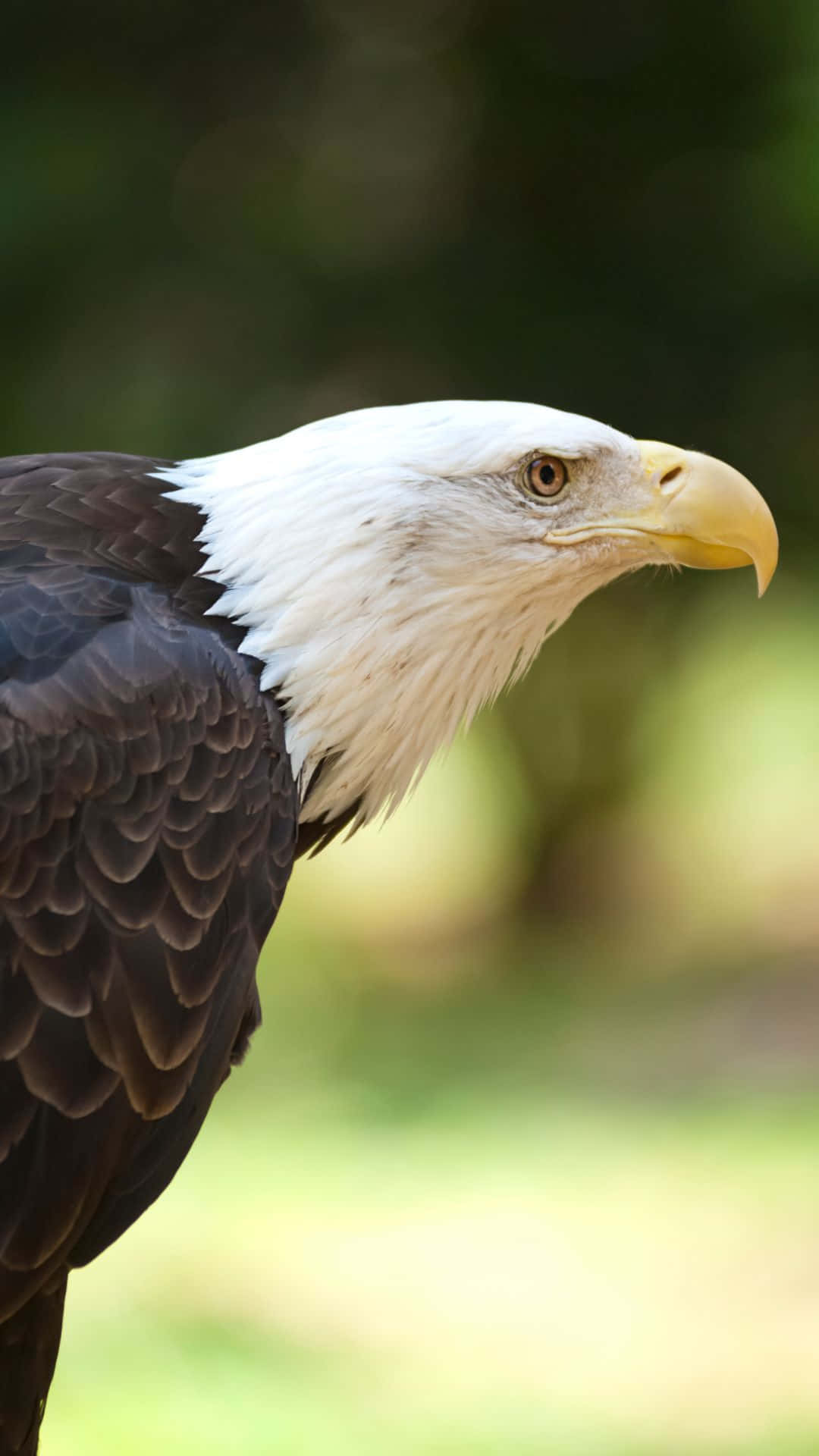 Eagles 桌布 壁紙 — 一隻白頭鷹的特寫，白色頭部和鋒利的黃色喙，背景模糊的綠色。