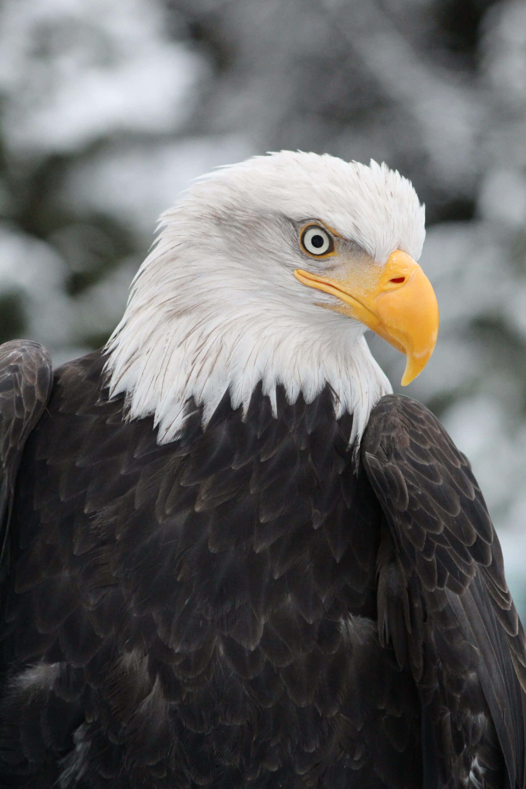 Eagle 桌布 壁紙 — 一隻白頭鷹的特寫，白色頭部和黃色喙，背景是雪森林。