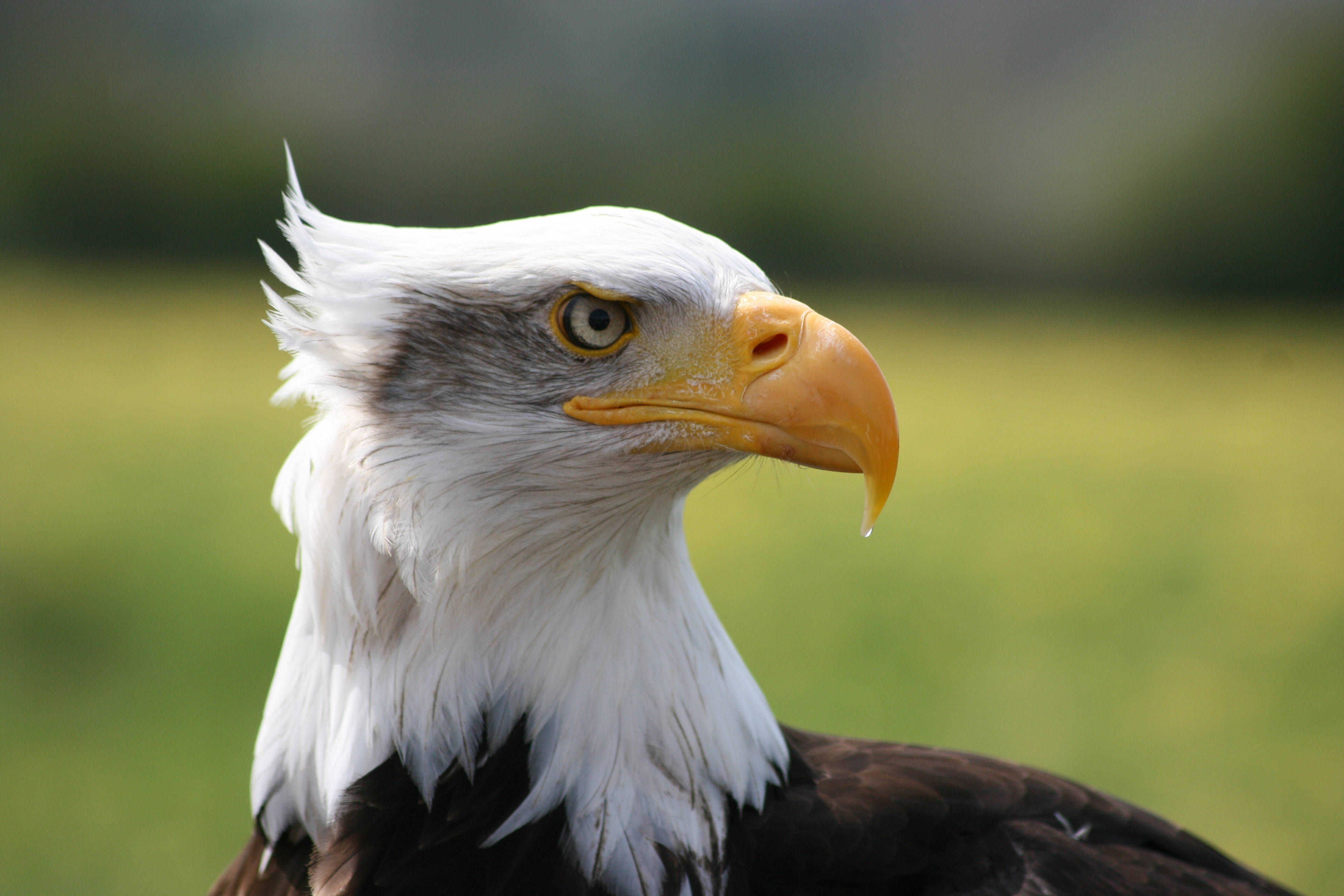 Eagles 桌布 壁紙 — 一隻白頭鷹的特寫，白色頭部羽毛和鋒利的黃色喙，背景是模糊的綠色田野。