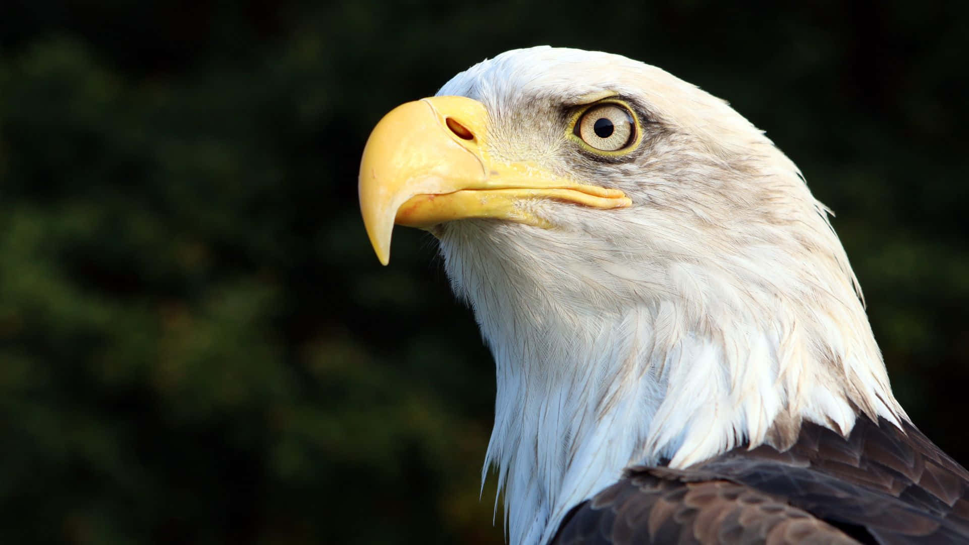 Eagles 桌布 壁紙 — 一隻白頭鷹的特寫鏡頭，牠的眼神凌厲，有尖銳的黃色喙和白色頭部羽毛，背景是模糊的綠色。