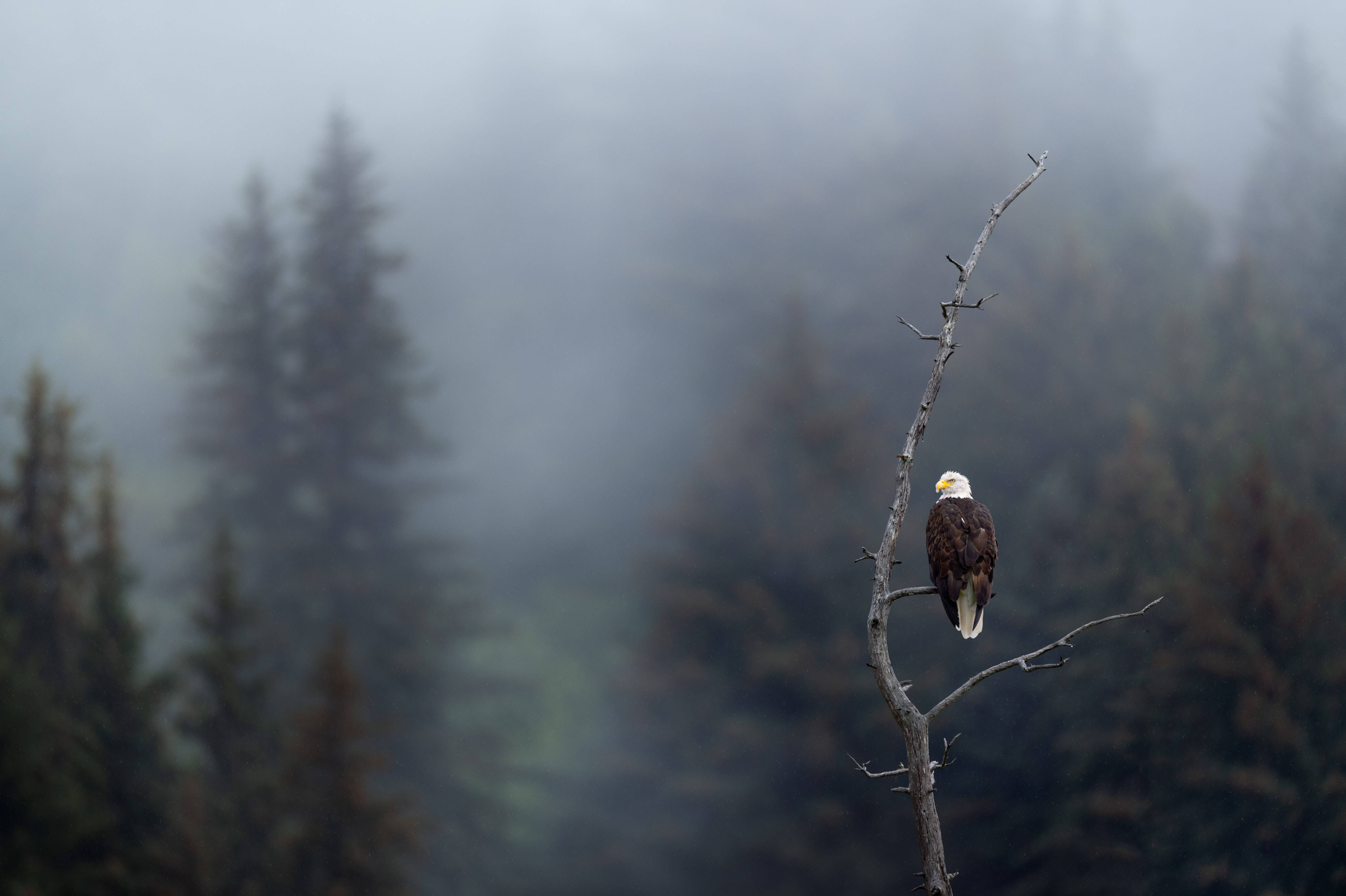 Eagle 桌布 壁紙 — 一隻白頭鷹莊嚴地棲息在光禿的樹枝上，背景是霧氣瀰漫的森林。