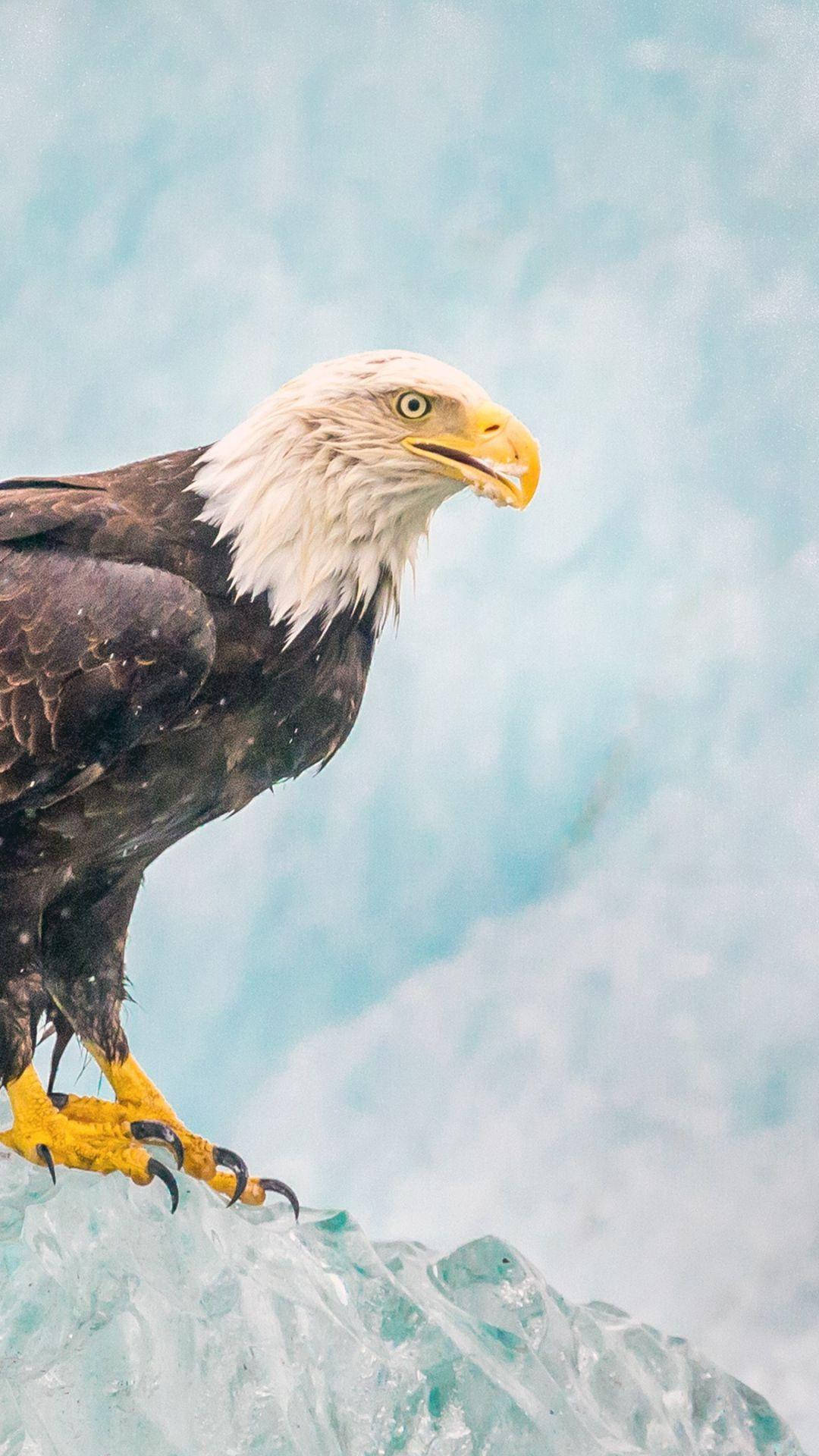 Eagle 桌布 壁紙 — 一隻白頭鷹雄偉地棲息在鋸齒狀的冰層上，背景是柔和的藍天。