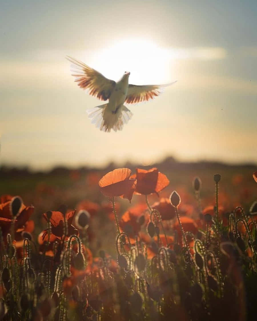 Freedom 桌布 壁紙 — 一隻白鳥優雅地翱翔在沐浴著金色夕陽光芒的鮮紅色罌粟花田之上。