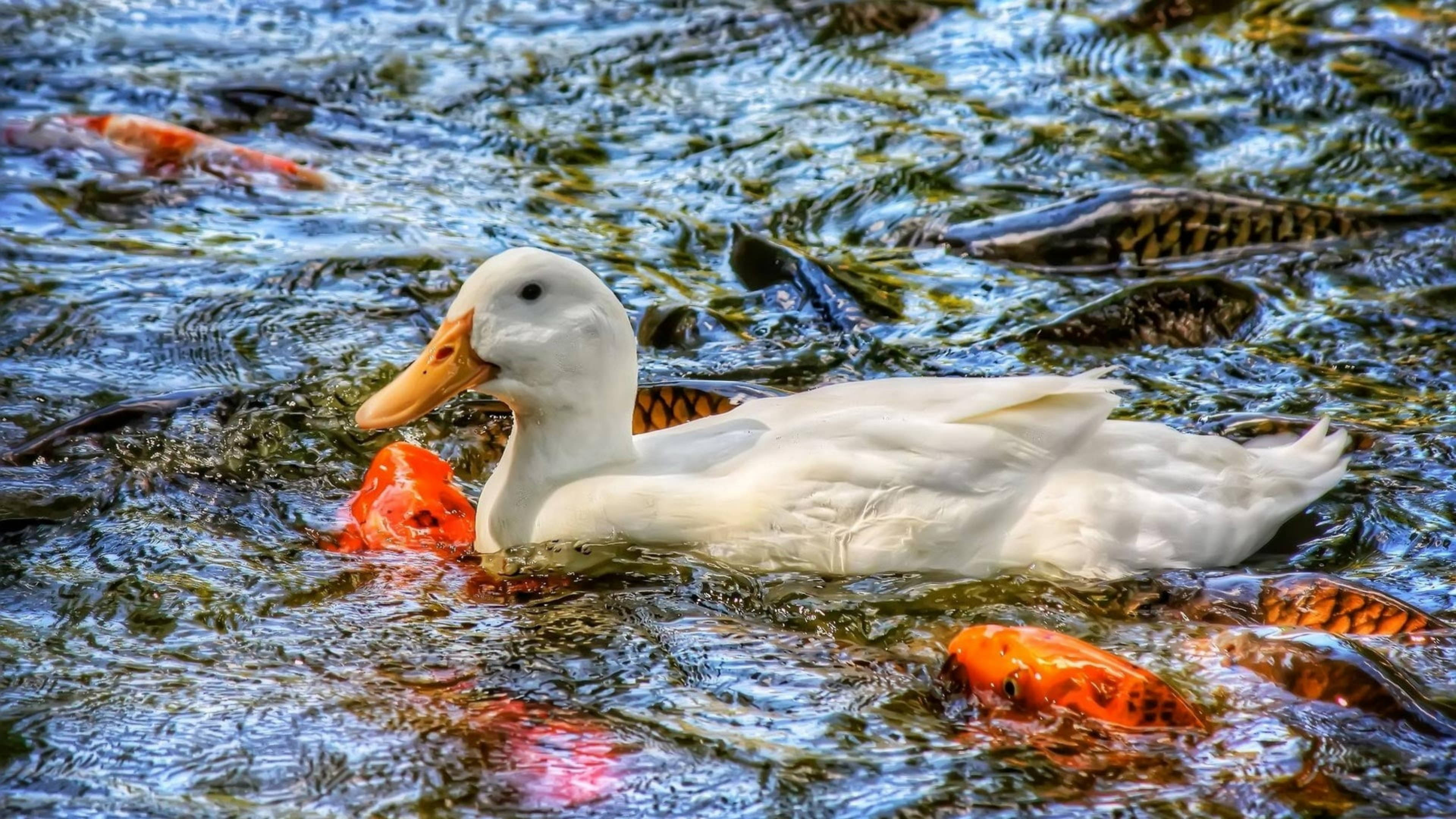 White Duck 桌布 壁紙 — 一隻白鴨在漣漪的水面上滑行，周圍環繞著鮮豔的橙色錦鯉。