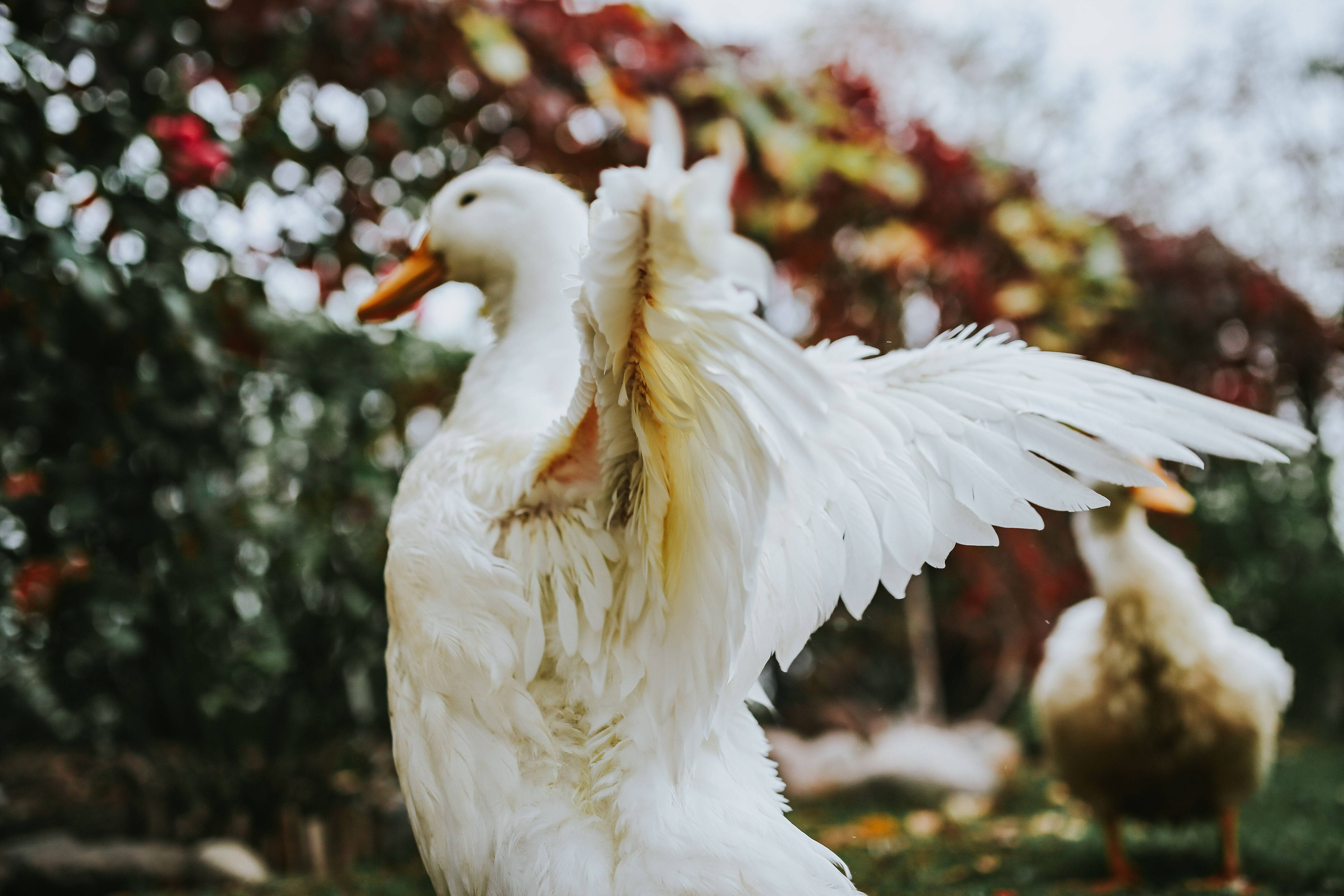 White Duck 桌布 壁紙 — 一隻白鴨在花園中張開翅膀，背後是模糊的秋葉。