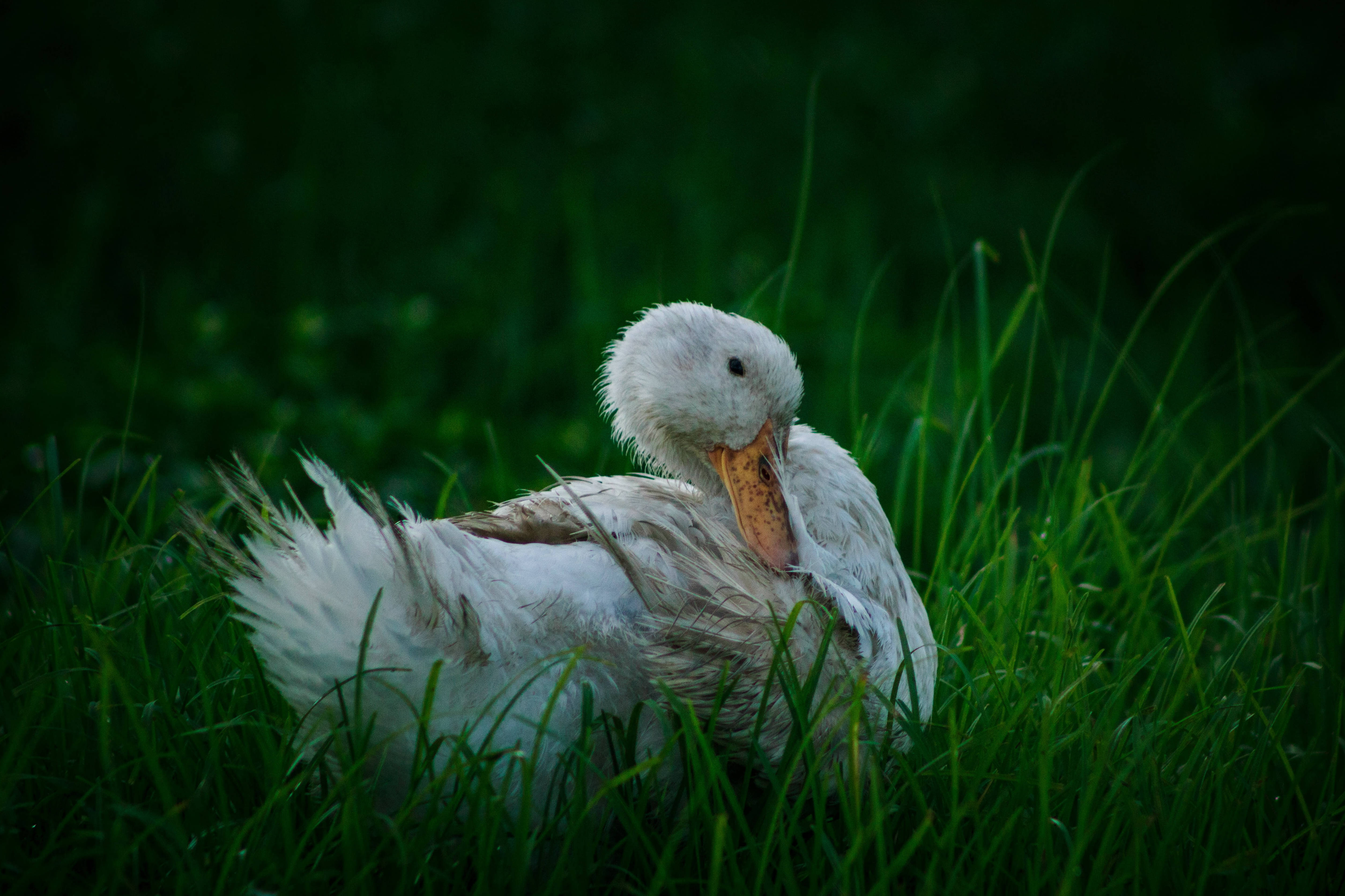 White Duck 桌布 壁紙 — 一隻白鴨在茂密的綠草中，在柔和的晚光下整理羽毛。