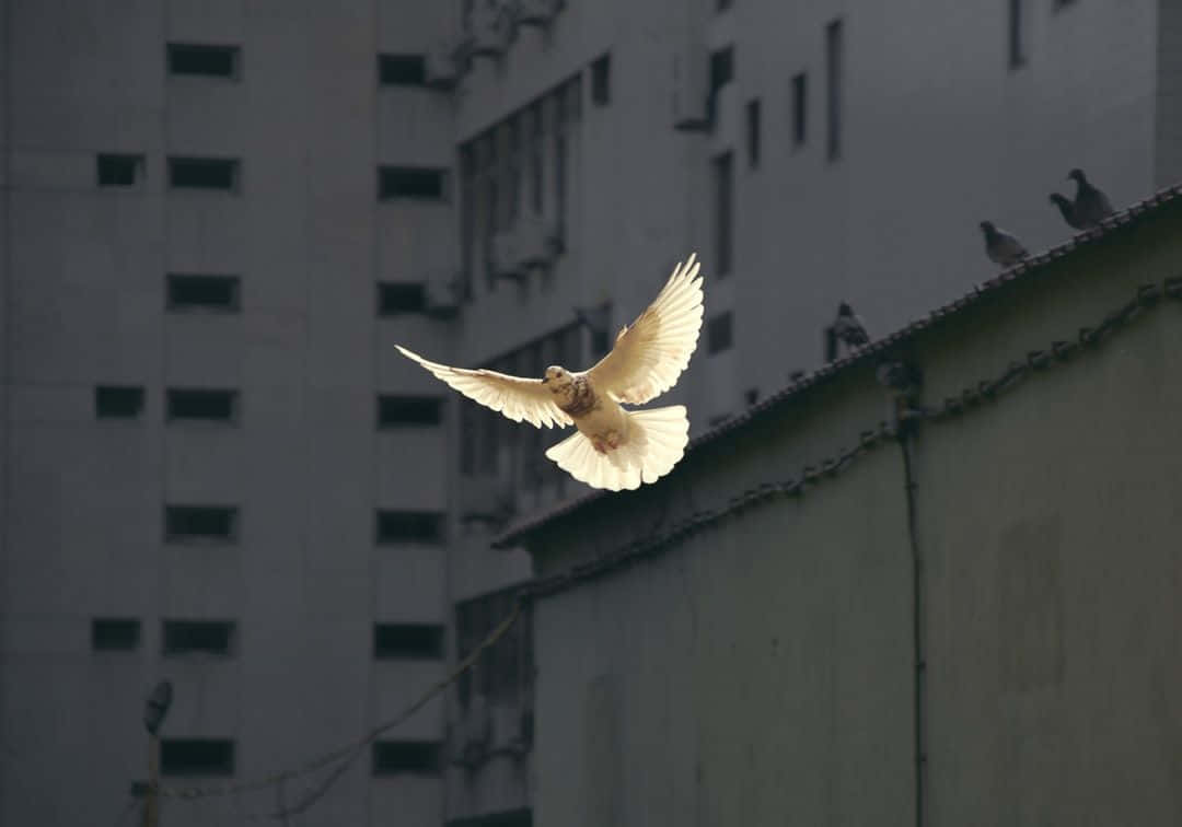 Dove 桌布 壁紙 — 一隻白鴿優雅地展翅翱翔，背景是柔和的城市建築物和屋頂。