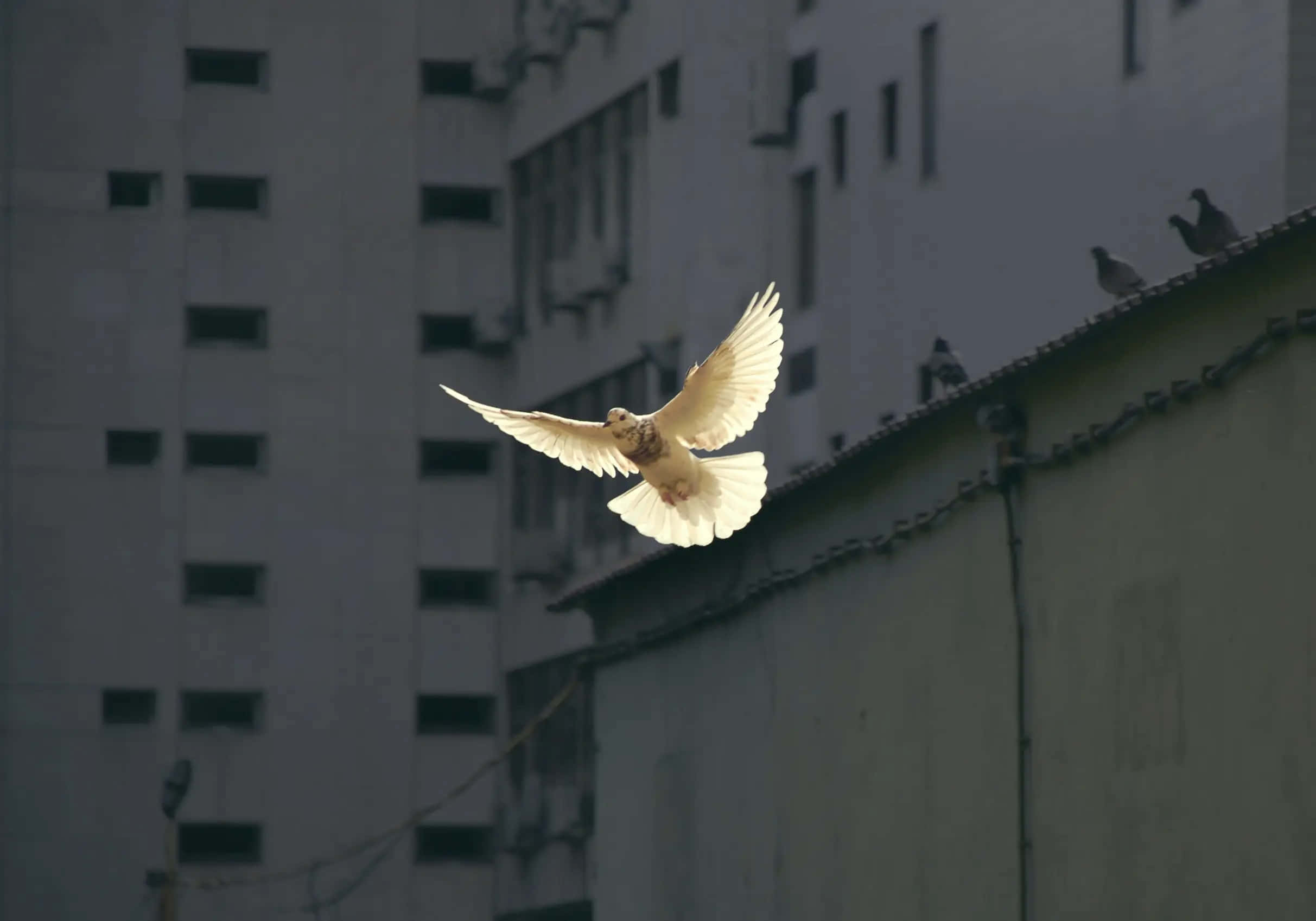 Rest In Peace 桌布 壁紙 — 一隻白鴿優雅地展翅翱翔，背景是灰色的城市建築和屋頂。