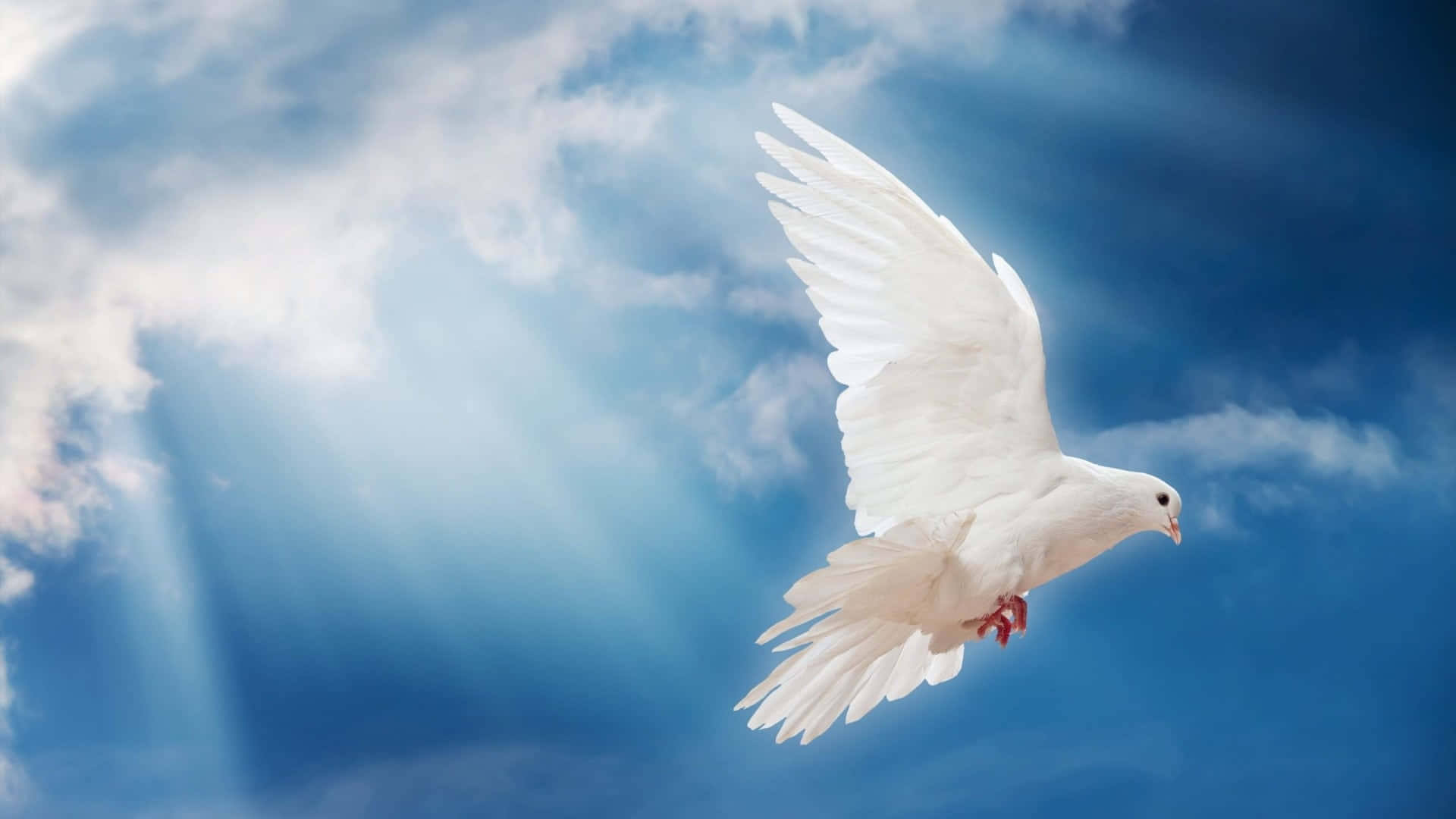 Heaven Rest In Peace 桌布 壁紙 — 一隻白鴿優雅地翱翔在充滿陽光穿透蓬鬆雲層的鮮豔藍天中。