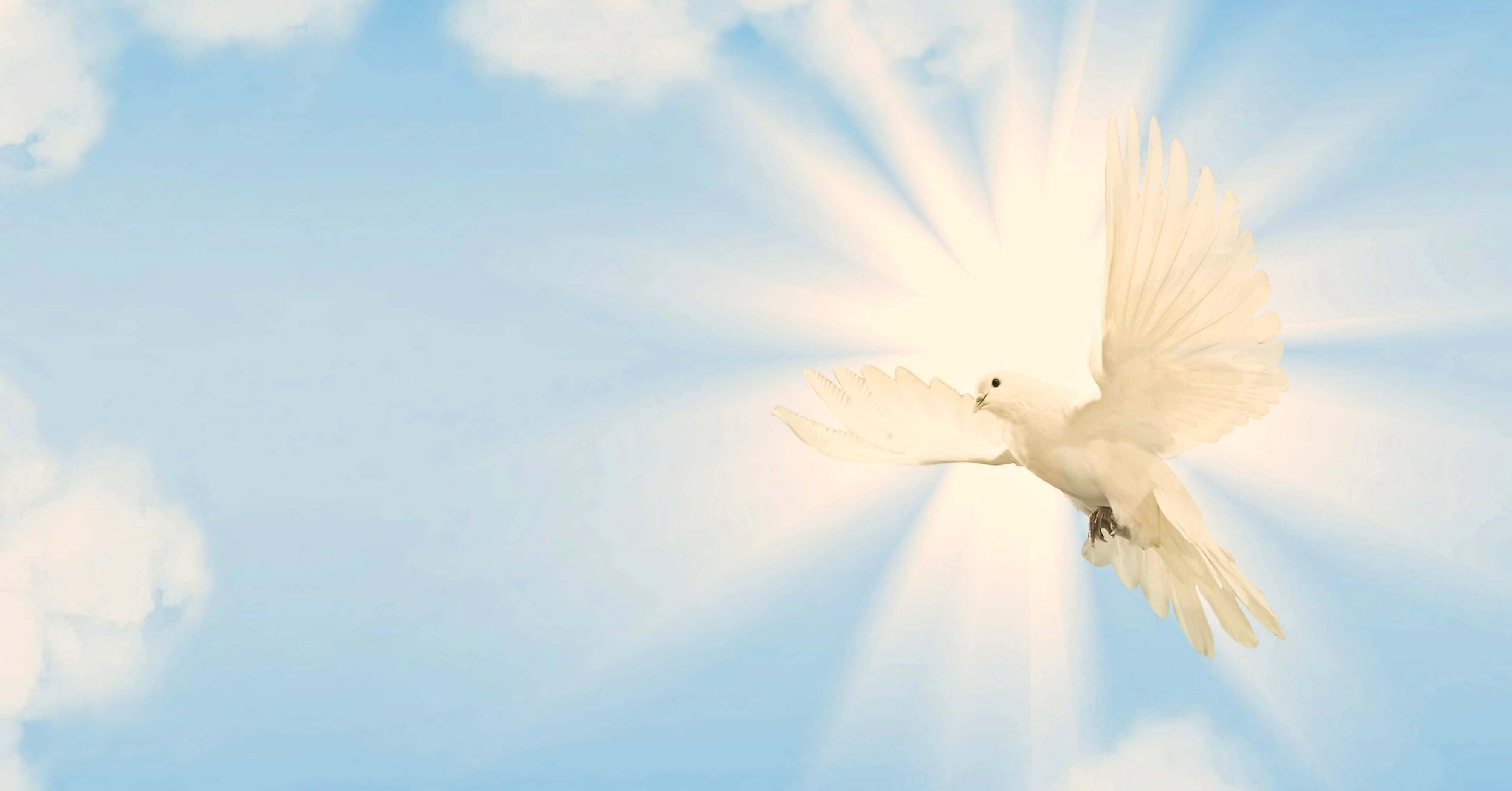 Dove 桌布 壁紙 — 一隻白鴿優雅地翱翔在明亮的藍天中，背後有燦爛的陽光穿透而出。