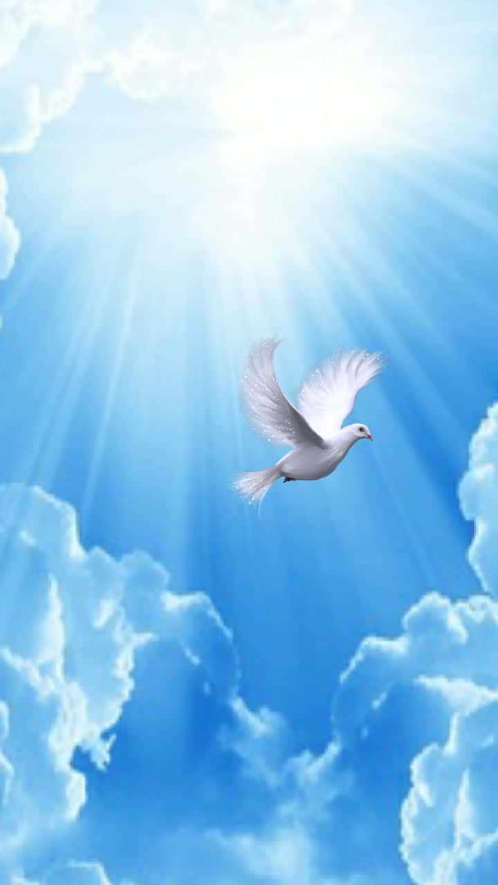 Heaven Rest In Peace 桌布 壁紙 — 一隻白鴿優雅地翱翔在明亮的藍天中，燦爛的陽光穿透蓬鬆的雲層。