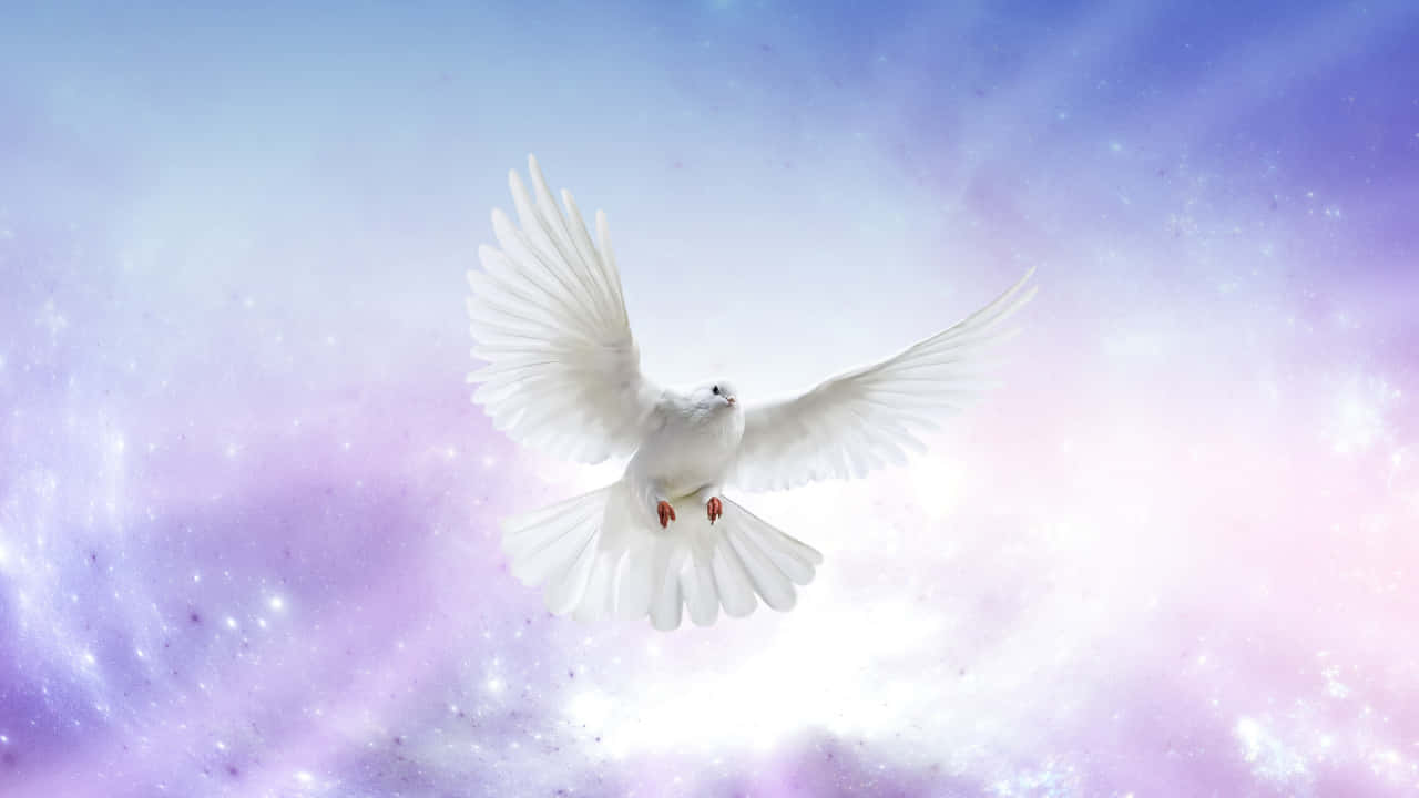 Obituary 桌布 壁紙 — 一隻白鴿優雅地翱翔於夢幻般的宇宙天空，天空以柔和的紫色和藍色繪製，點綴著閃爍的星星。