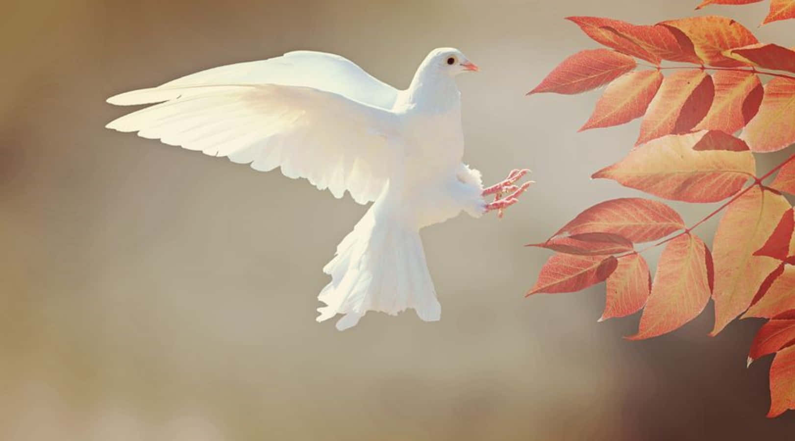 Dove 桌布 壁紙 — 一隻白鴿優雅地飛過鮮豔的秋葉，背景柔和模糊。