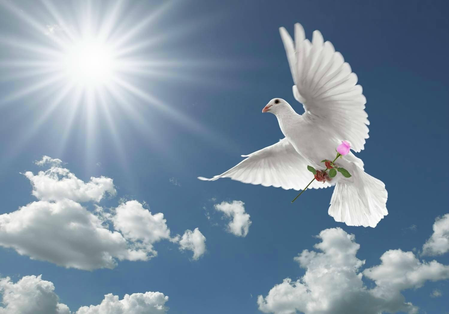 Dove 桌布 壁紙 — 一隻白鴿在明亮的藍天中優雅地翱翔，天空中有蓬鬆的雲朵和燦爛的陽光。