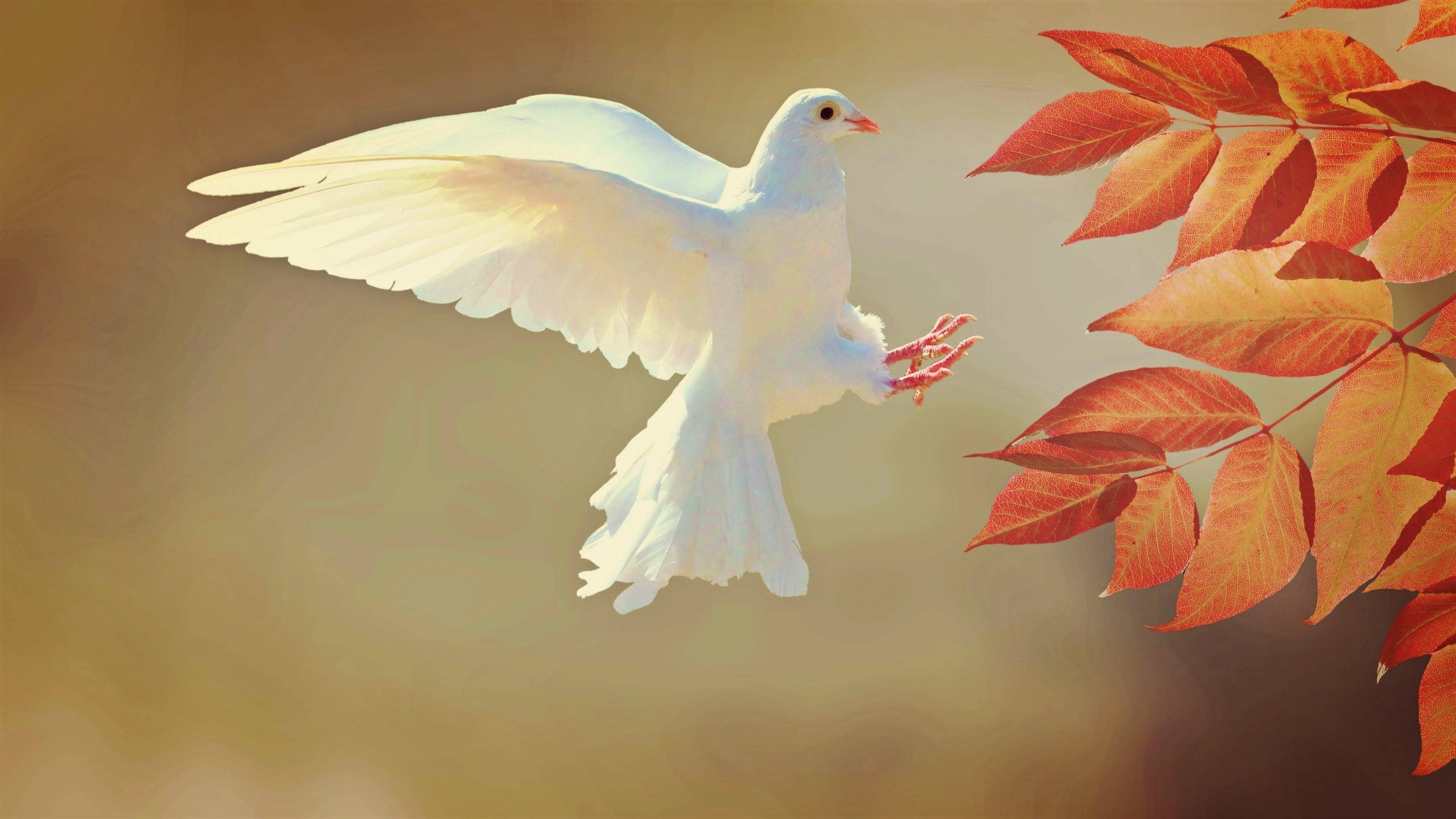 White Dove 桌布 壁紙 — 一隻白鴿在柔和的金色背景下優雅地飛過鮮紅的秋葉。