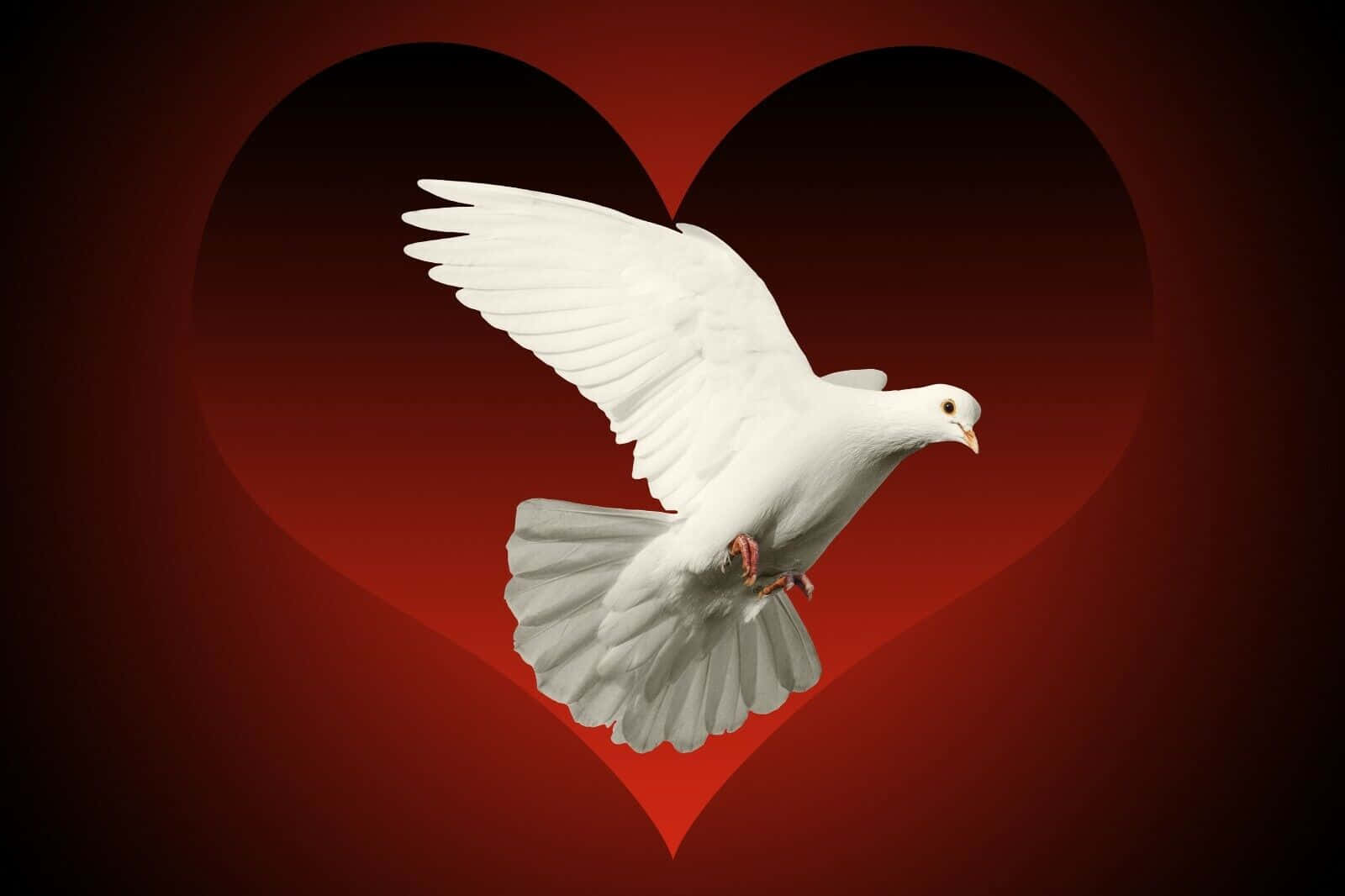 Dove Wings 桌布 壁紙 — 一隻白鴿在發光的紅色心形背景中優雅地飛翔。