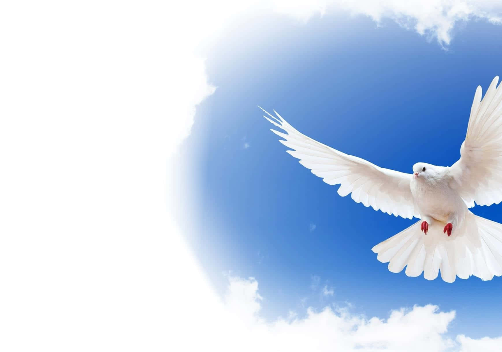spirit 桌布 壁紙 — 一隻白鴿在藍天白雲和明媚陽光下優雅地翱翔。