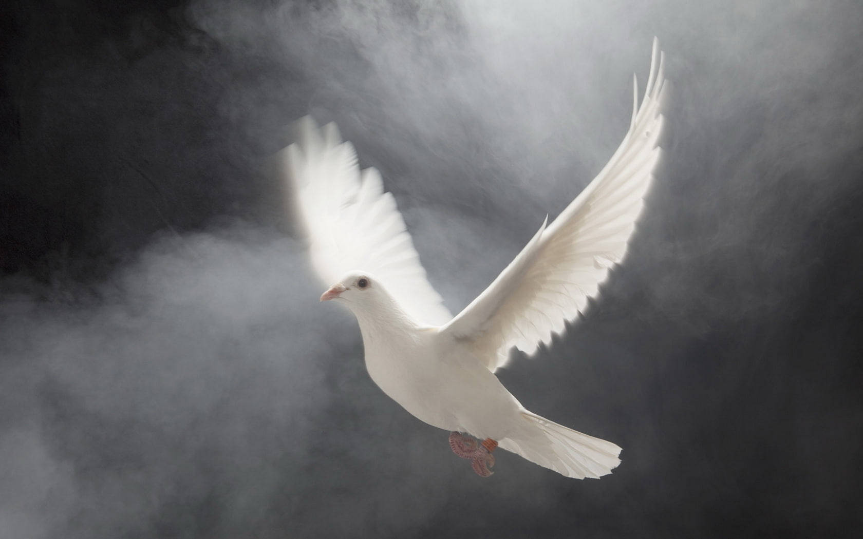 White Dove 桌布 壁紙 — 一隻白鴿在迷霧般的煙霧中翱翔，翅膀張開，襯托著黑暗的背景。
