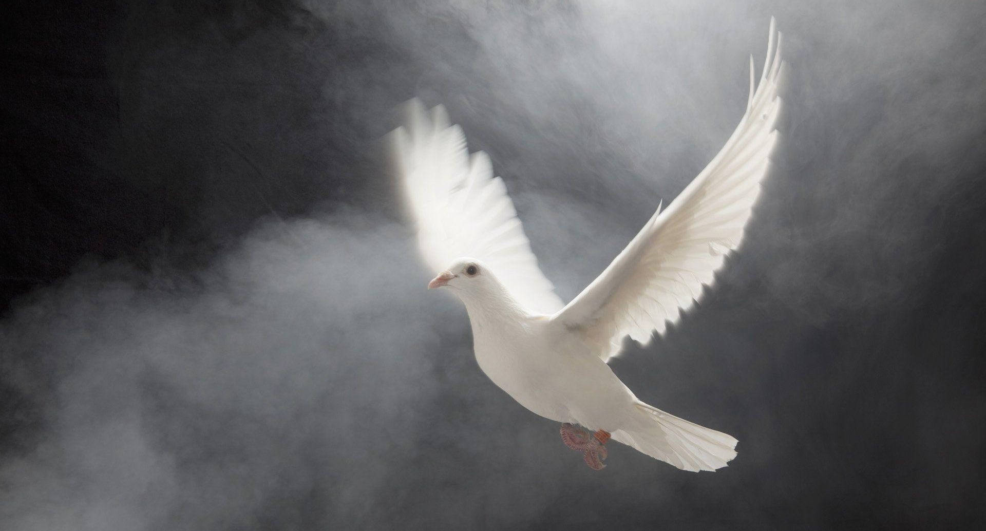 Dove 桌布 壁紙 — 一隻白鴿在迷霧黑暗中展翅翱翔，被柔和背光照亮。
