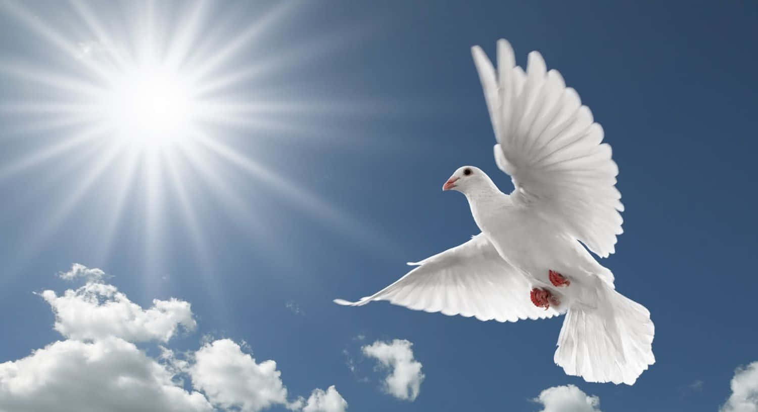 Funeral 桌布 壁紙 — 一隻白鴿在陽光明媚、白雲朵朵的明亮藍天中優雅地翱翔。