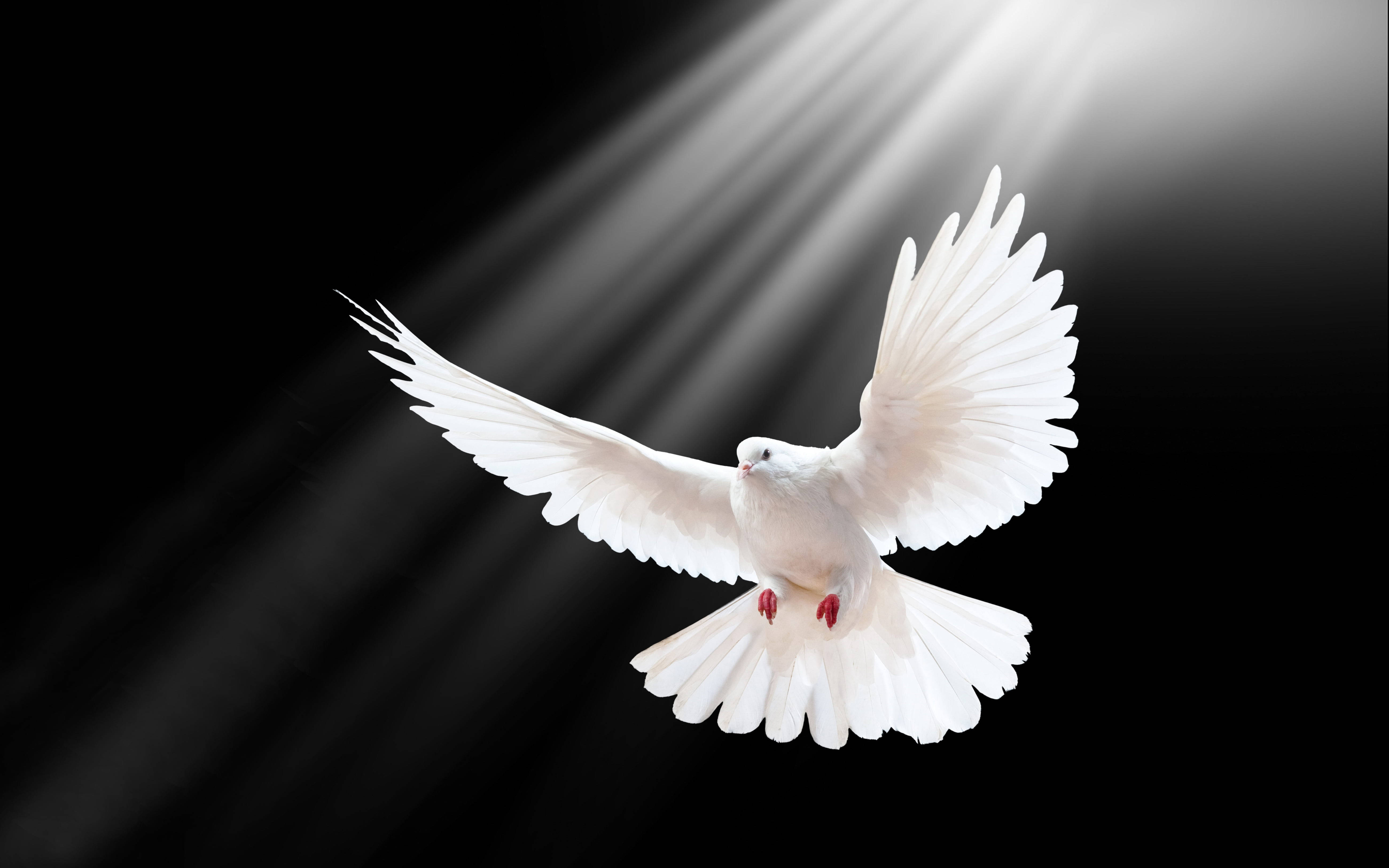 White Dove 桌布 壁紙 — 一隻白鴿展翅翱翔，背景為黑色，被戲劇性的神聖光線照亮。