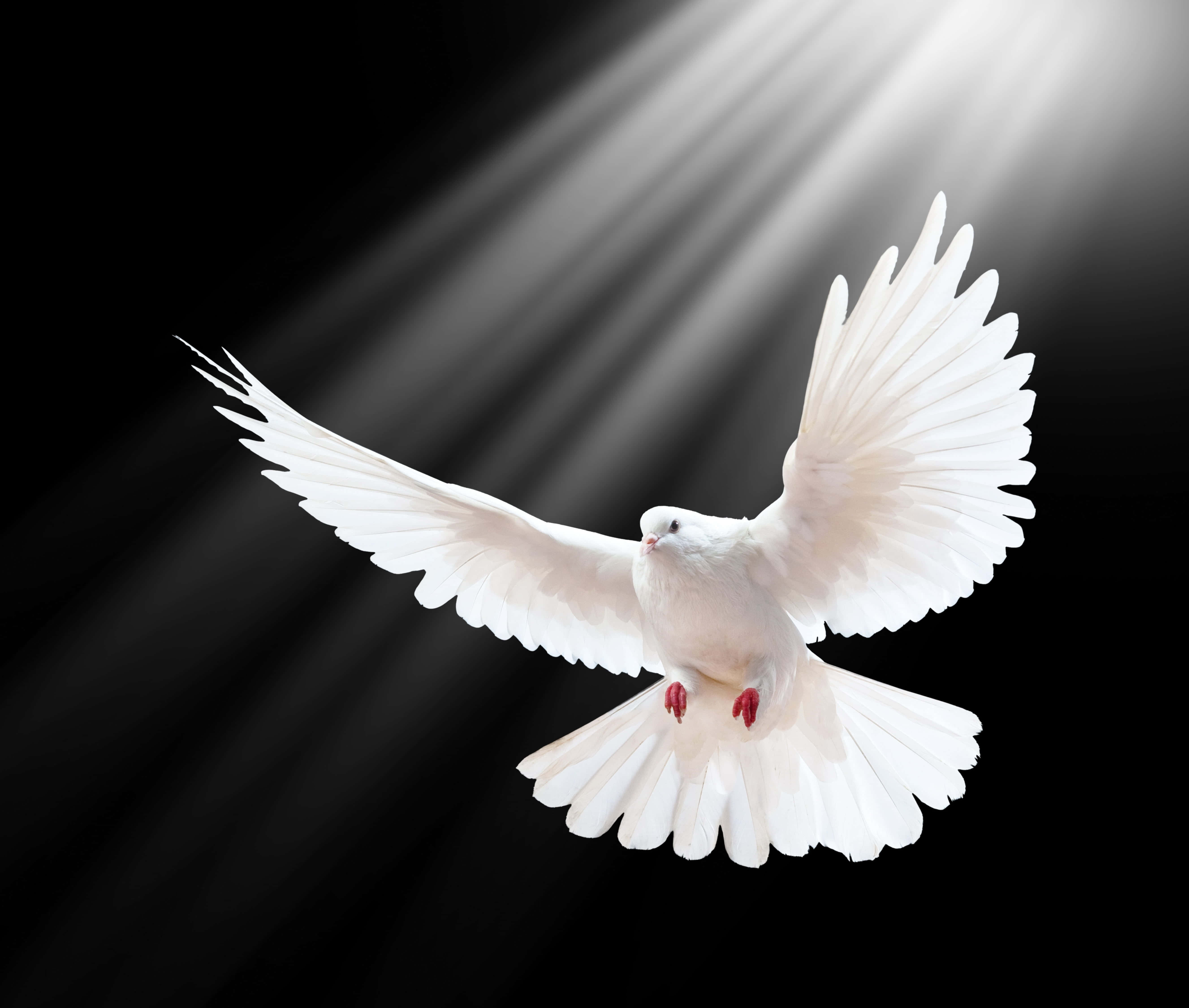Dove Wings 桌布 壁紙 — 一隻白鴿展翅翱翔在黑色背景上，神聖的光芒從上方照射下來。